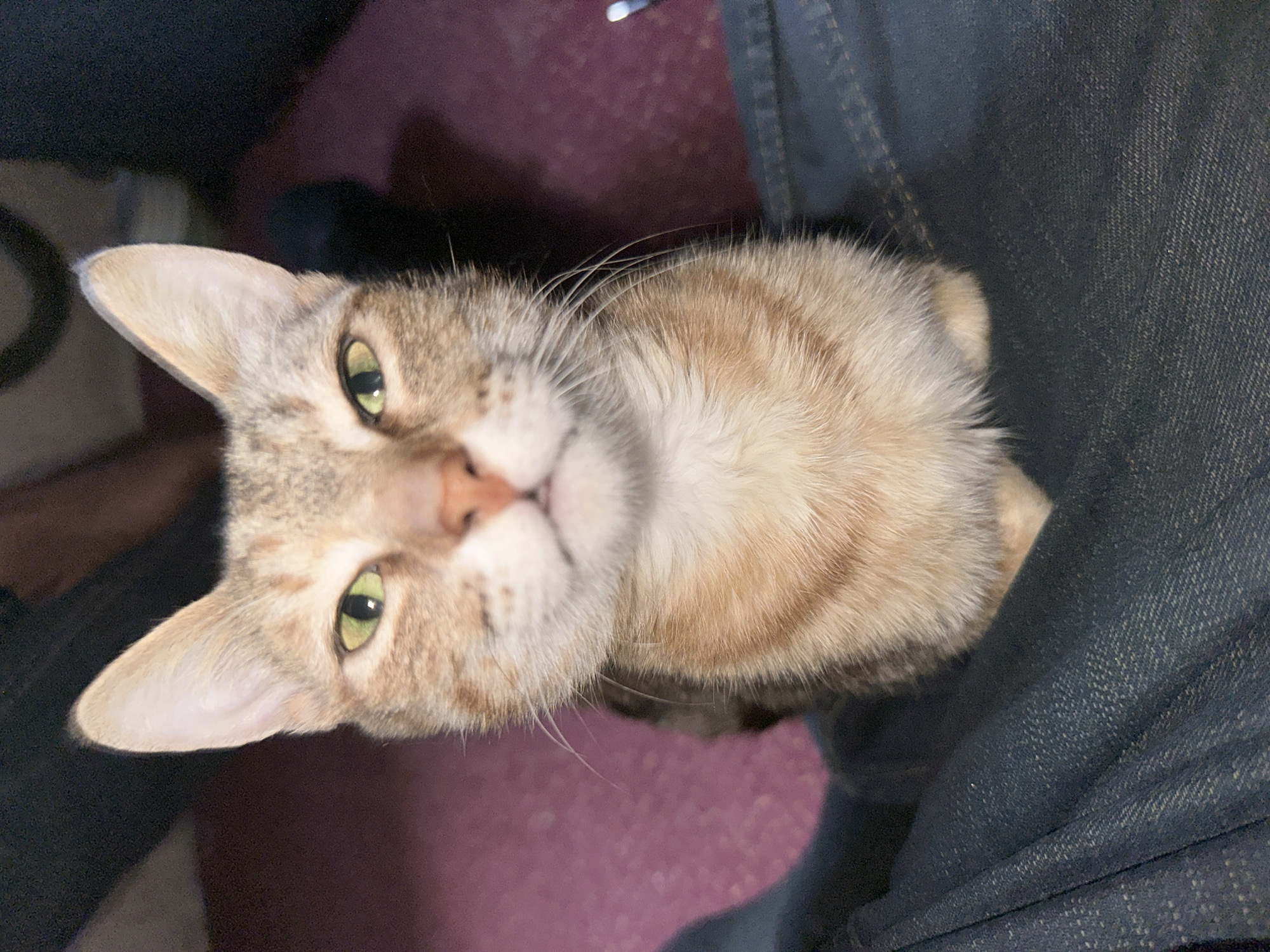 Kittens at home and soccer on a dusty Jos field