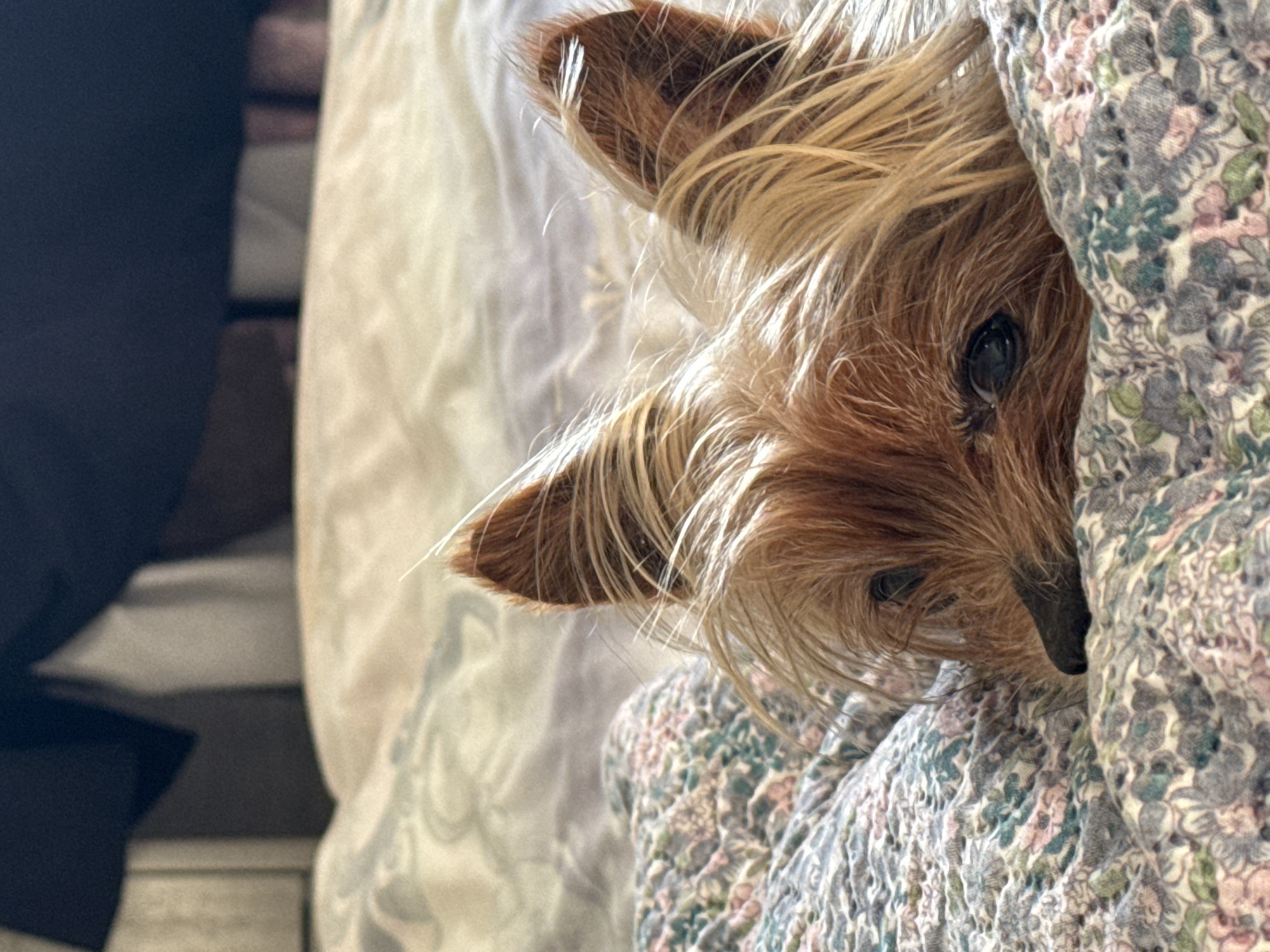 Yorkshire Terrier sleeps peacefully on floral blanket in Burgas