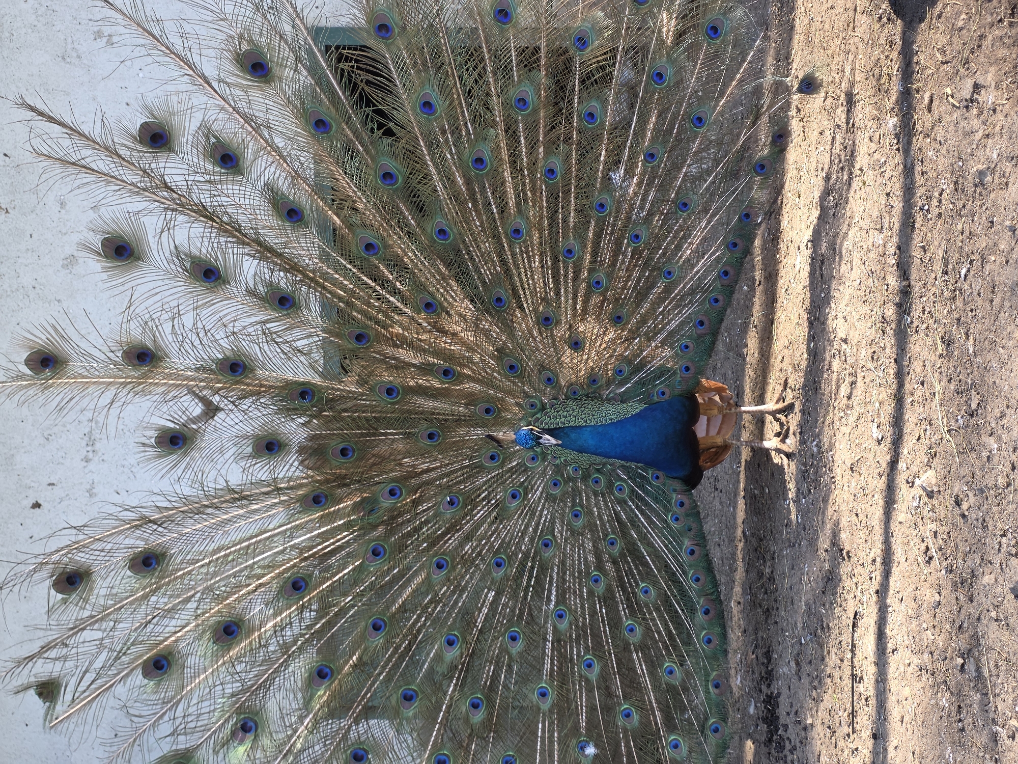 Peacocks display full plumage at Dupnitsa animal sanctuary