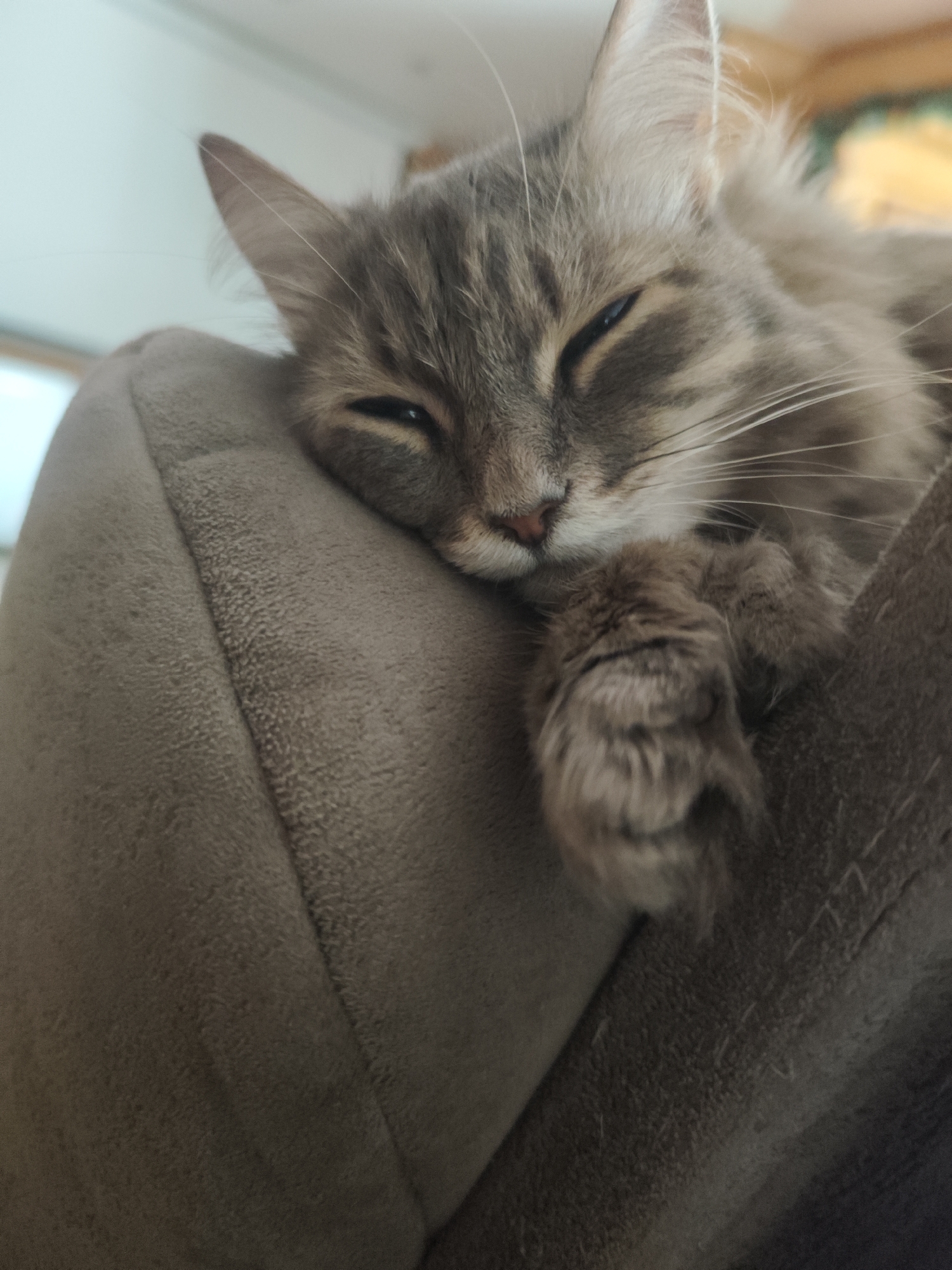 Gray cat rests peacefully on cushion in Chaikovsky