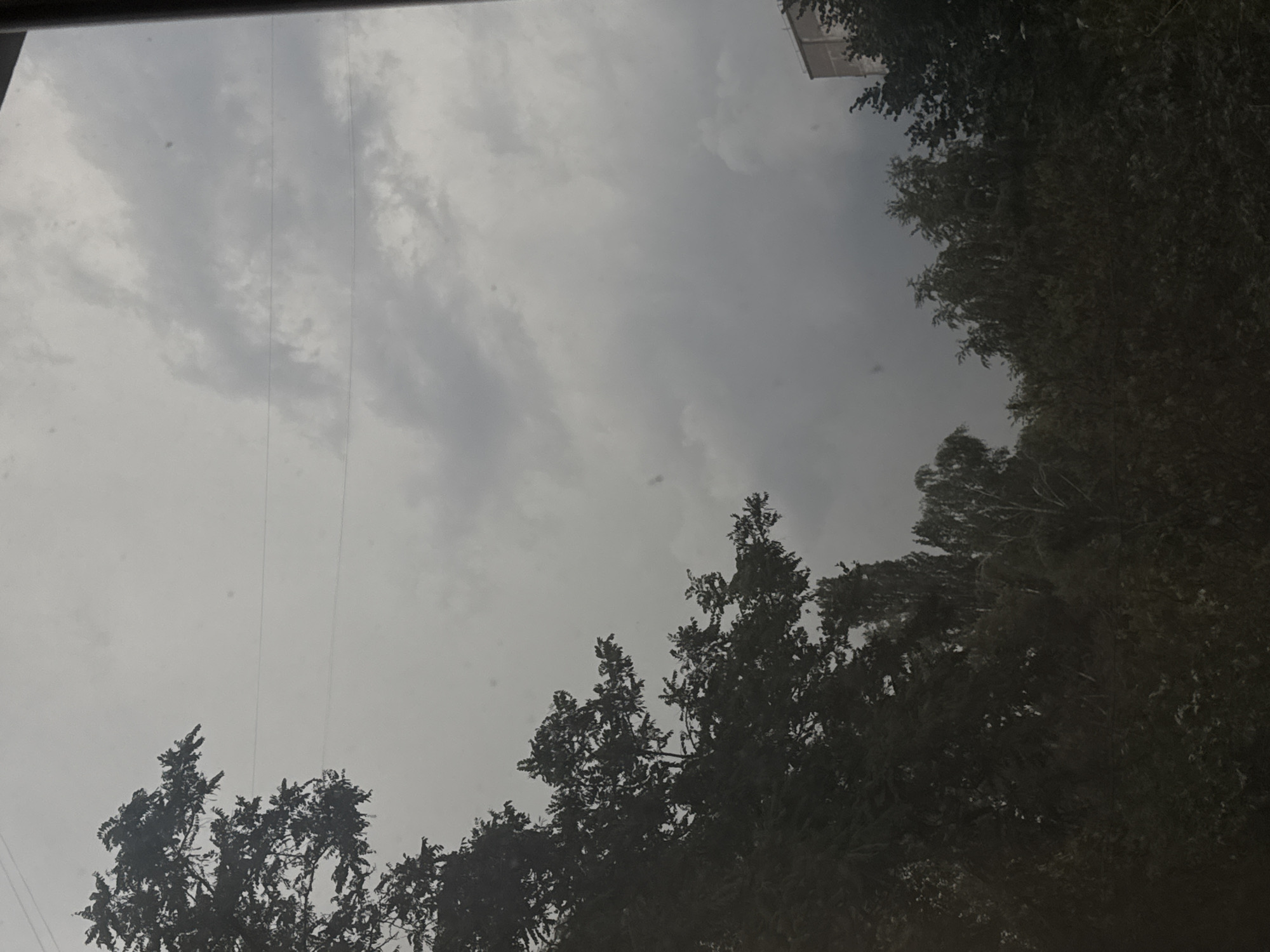 Overcast sky above dense trees and a building corner