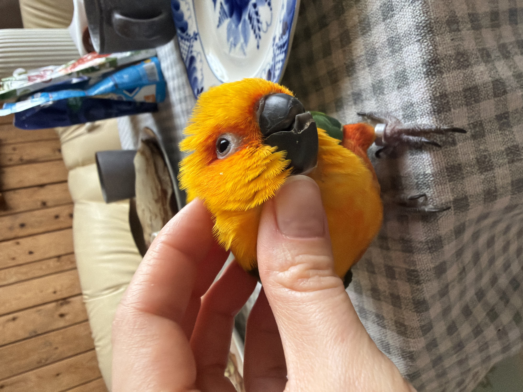 Woman shares morning routine with pet Sun Conure in Khimki