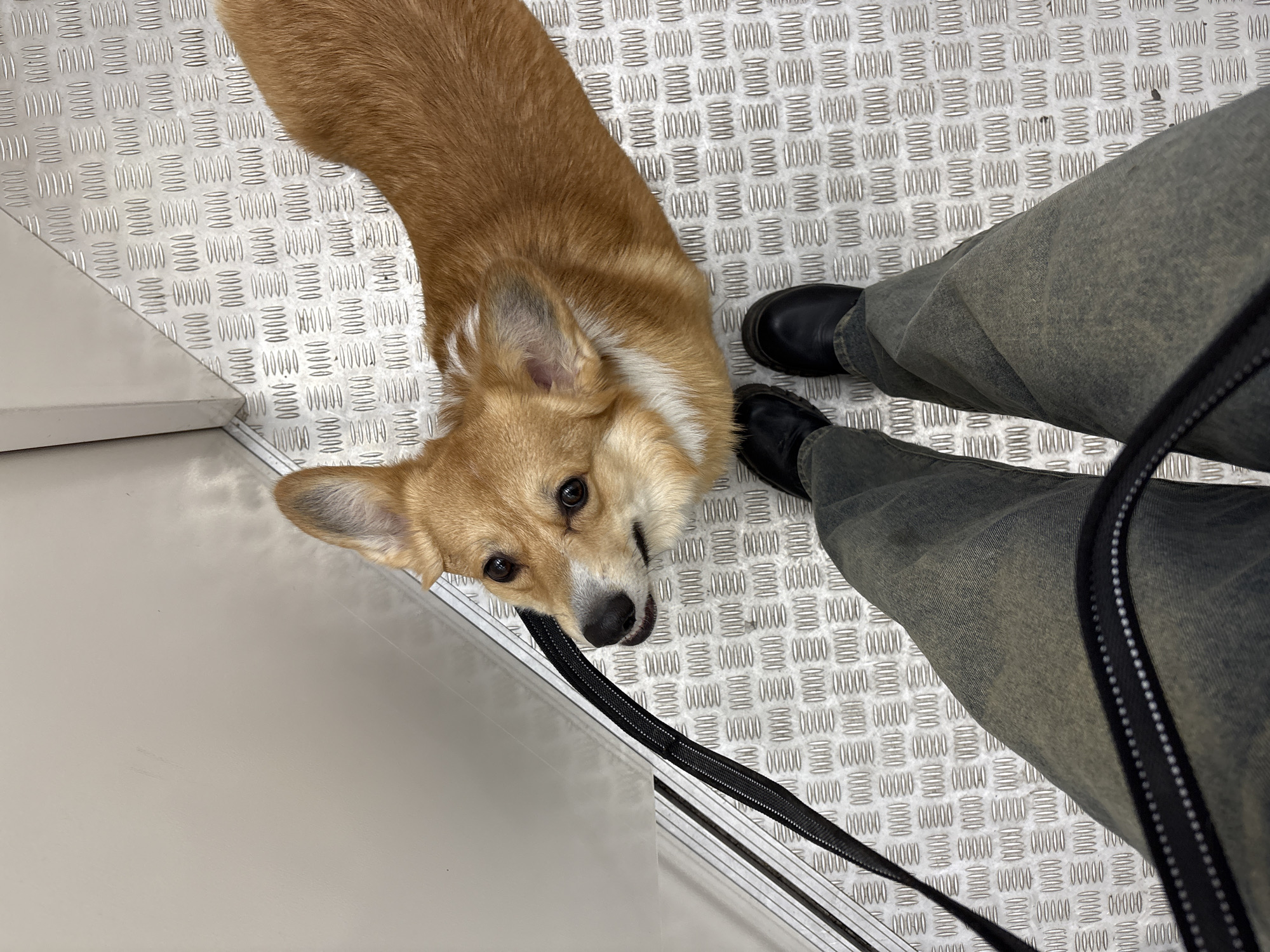 Corgi photographed on leash in Krasnoyarsk