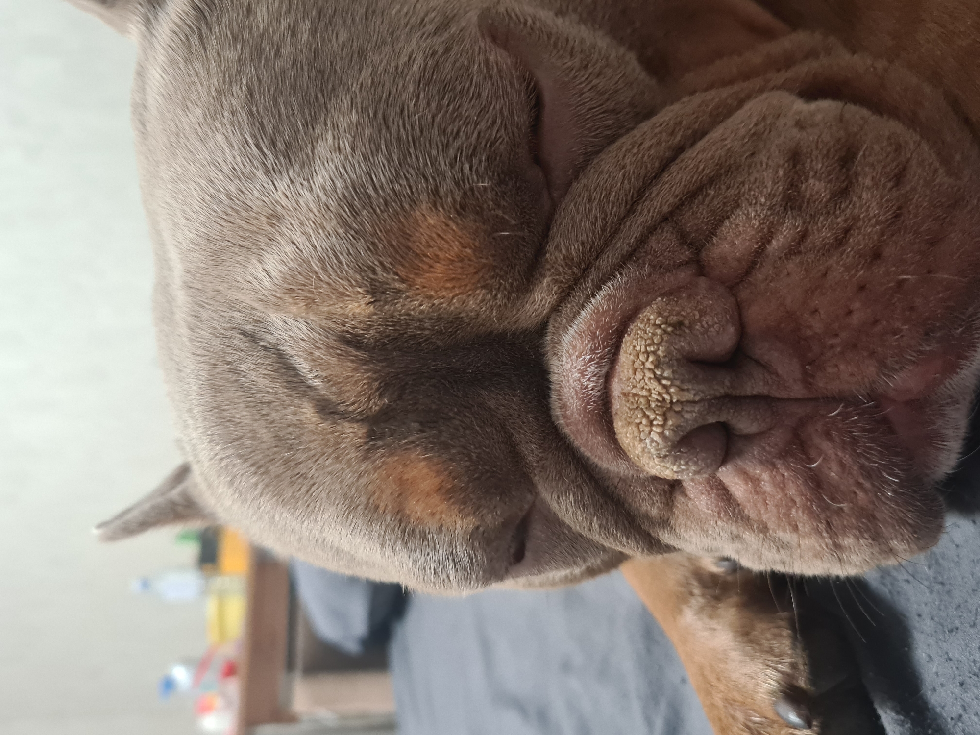 Bulldog fully asleep, multiple close-up angles
