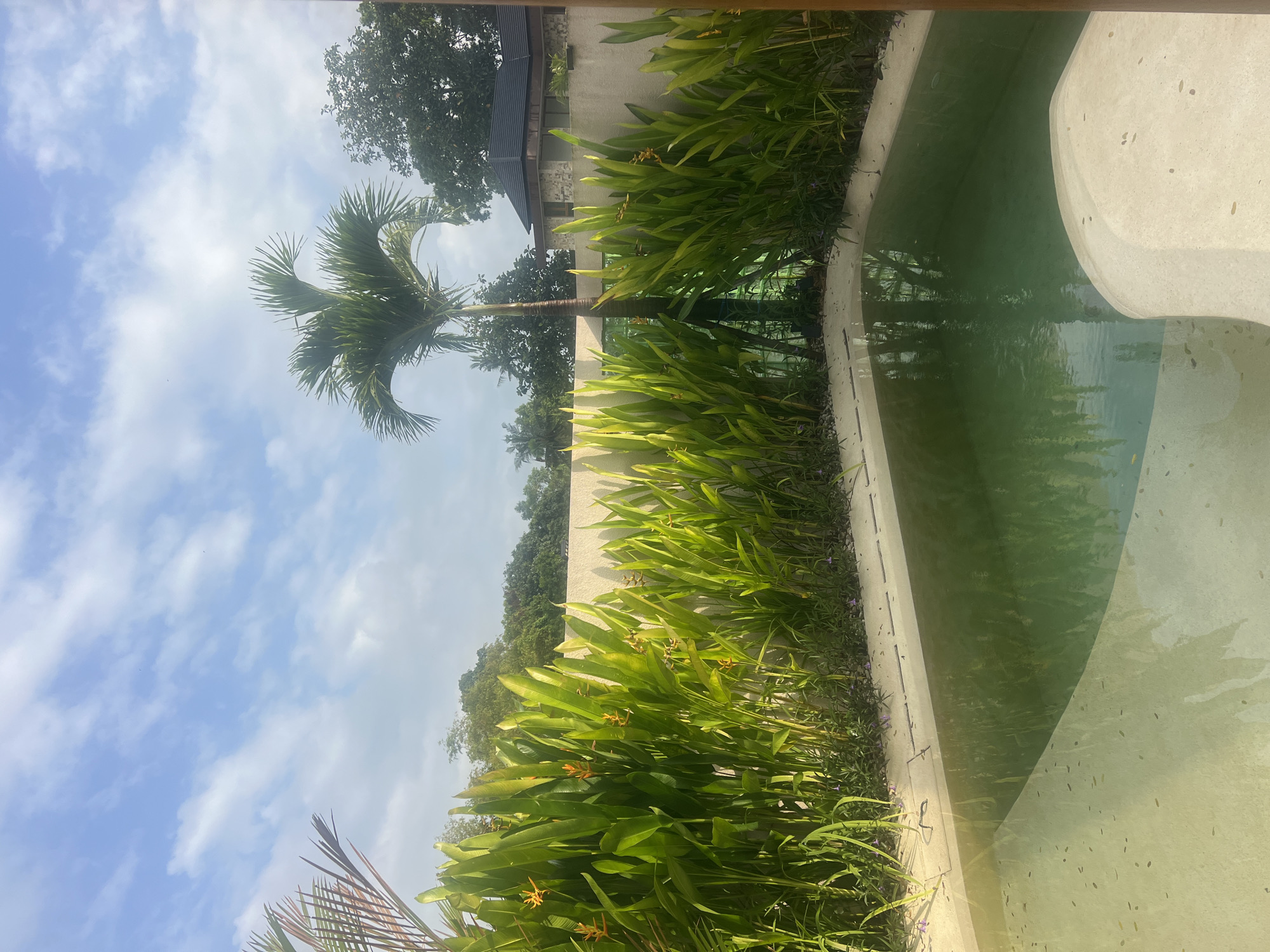 Backyard pool day with a fluffy white dog in Kediri