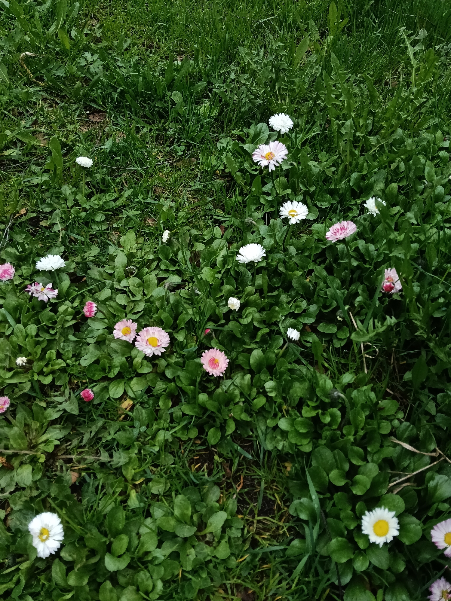 Spring blooms documented across rural Russian village Красный Маяк