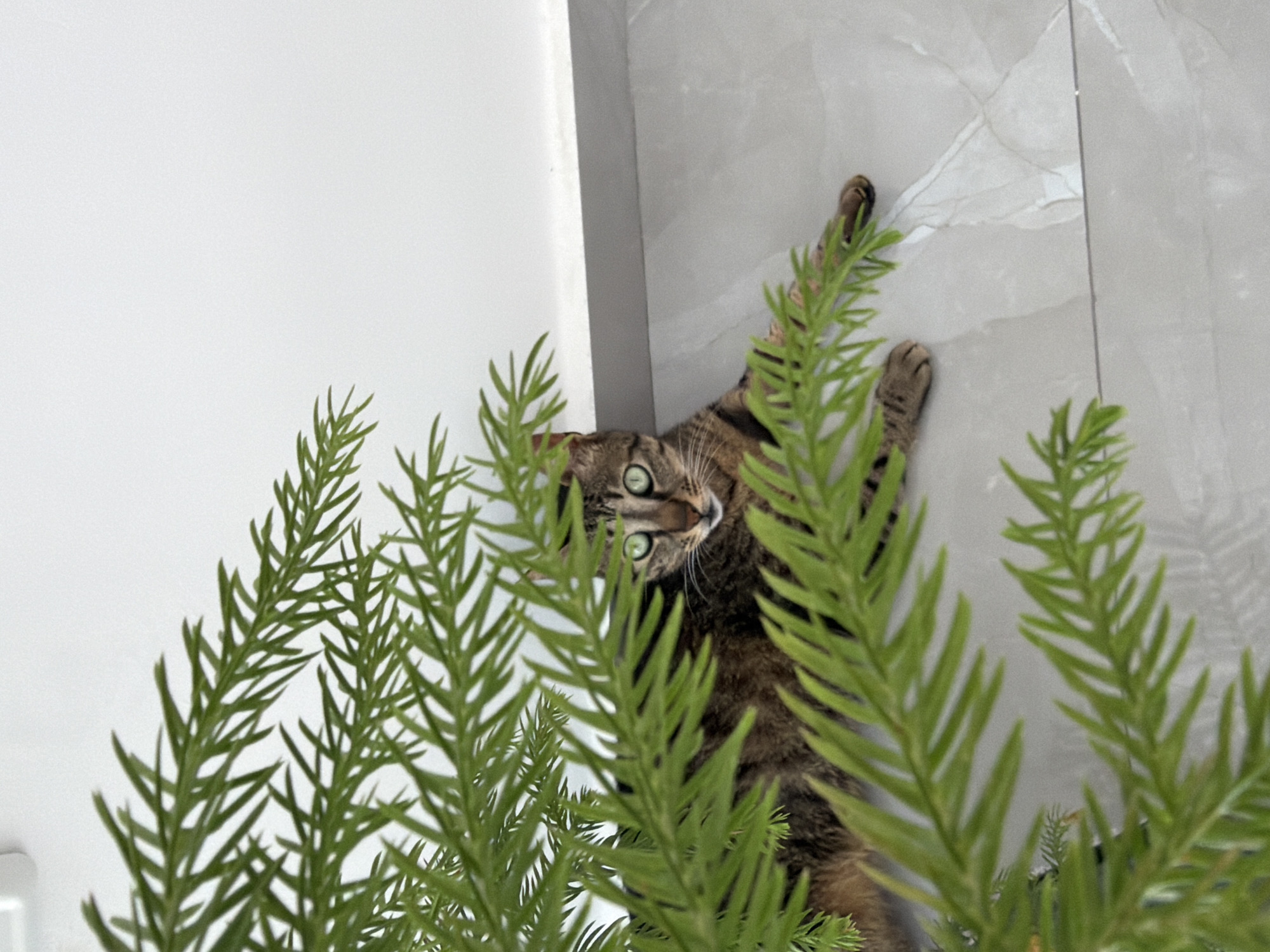 Morning moments: Cat among plants, coffee with latte art in Bat Yam