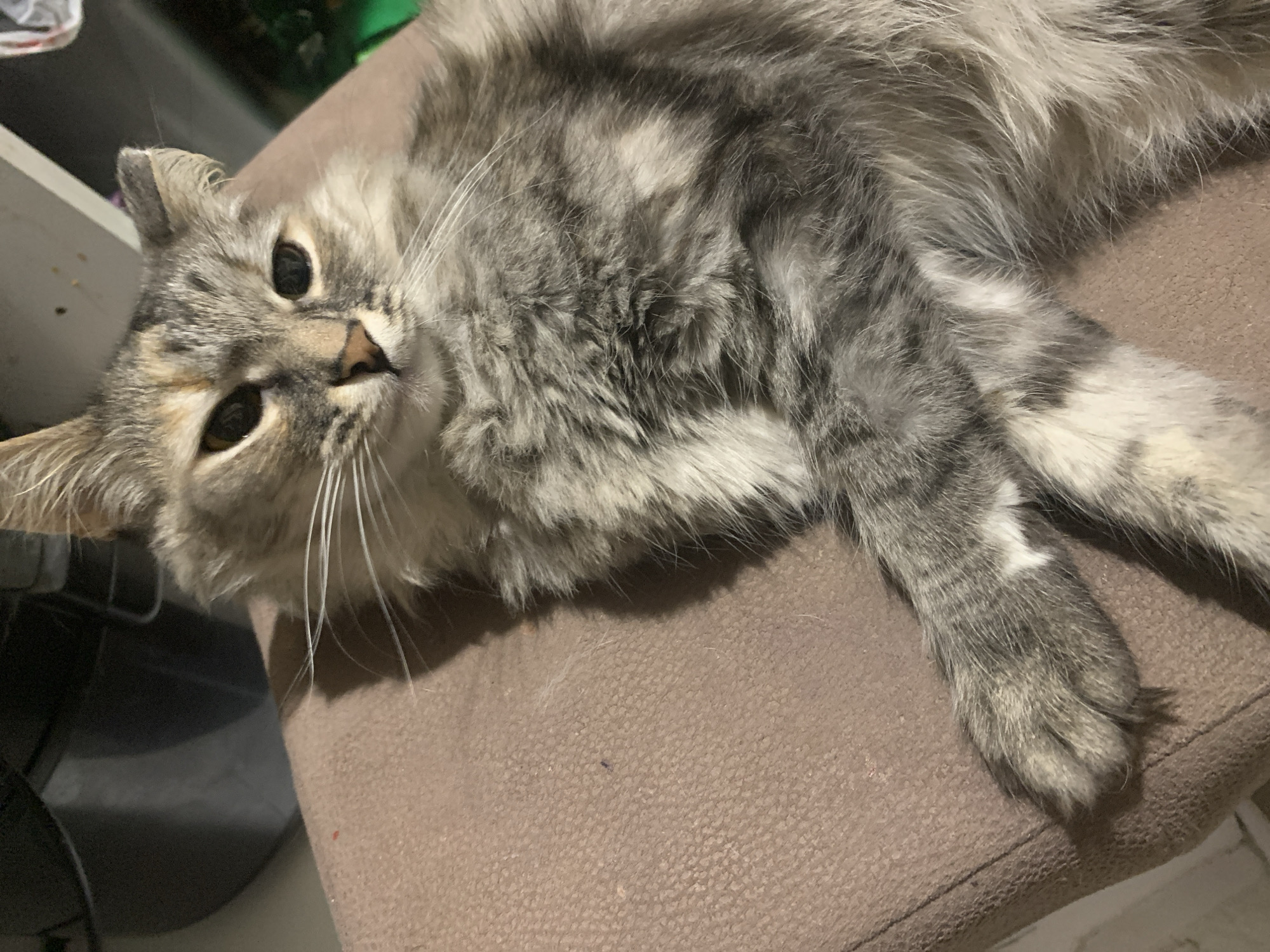 Grey tabby cat rests on furniture in Izhevsk