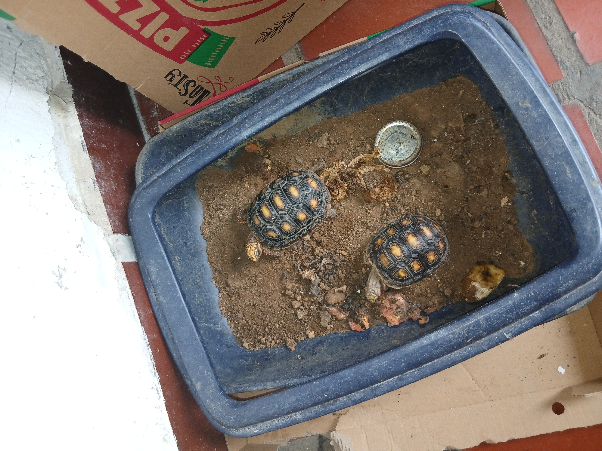 Woman documents daily life with pet tortoises in Venezuela