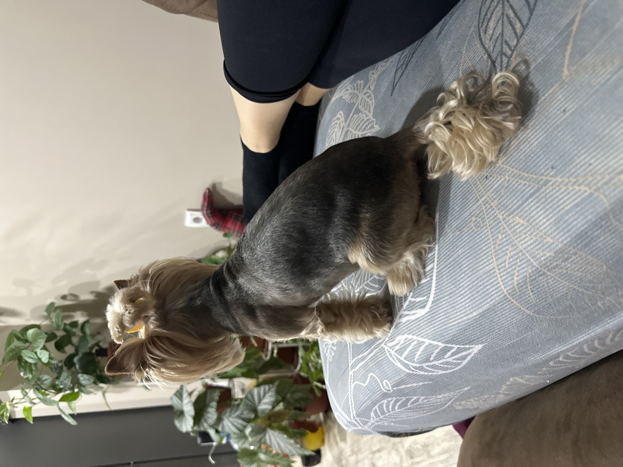 Quiet domestic moments with Yorkshire Terrier documented in Lehchevo