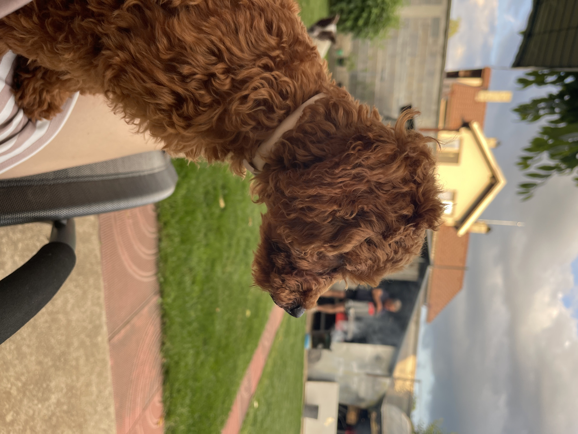 Person documents afternoon with curly-haired puppy in Sofia backyard