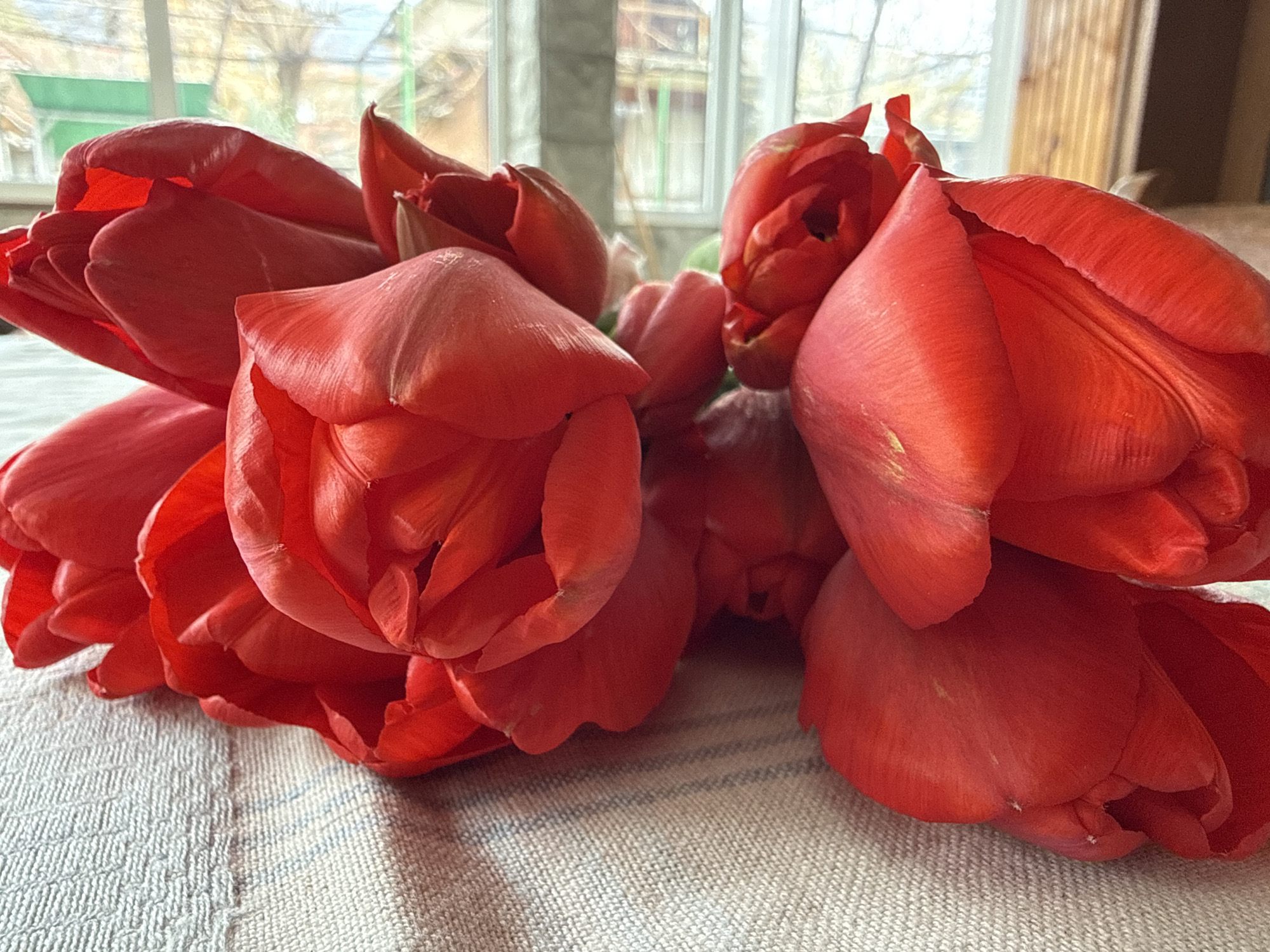 Red tulips photographed in decorative arrangement in Sopot, Bulgaria
