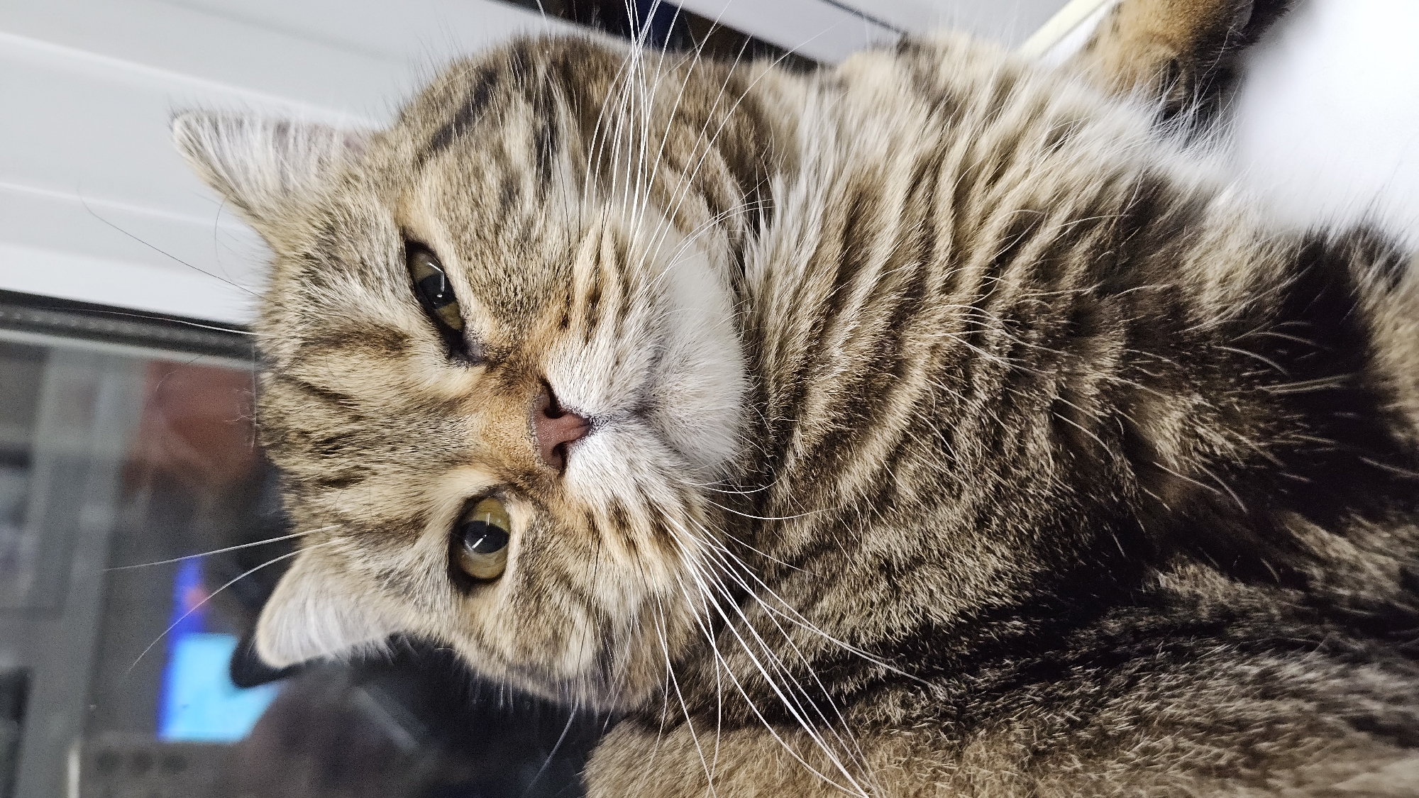 Tabby cat relaxing on windowsills and ledges