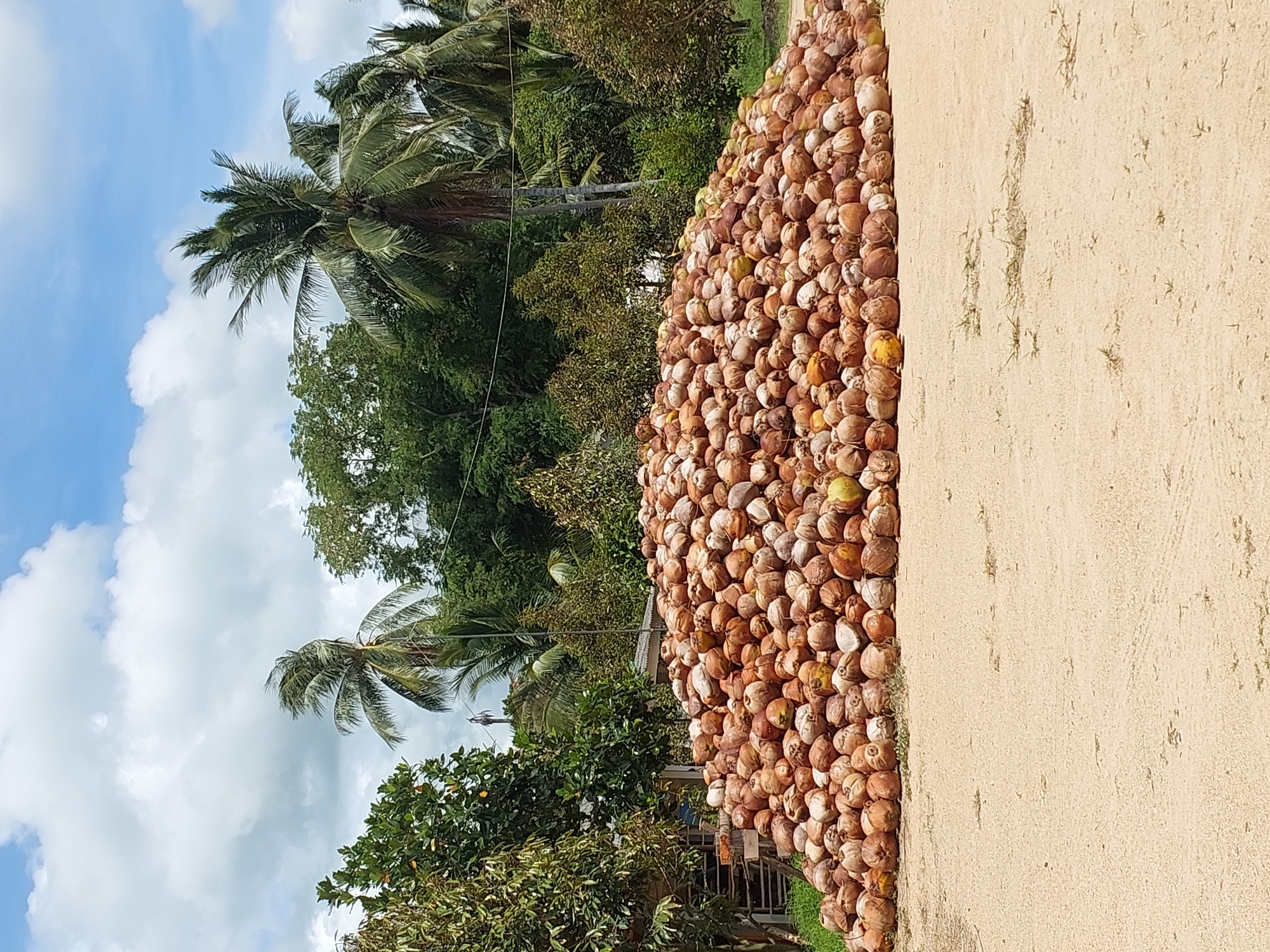 Coconut pile on sandy ground, Baan Tai, Thailand