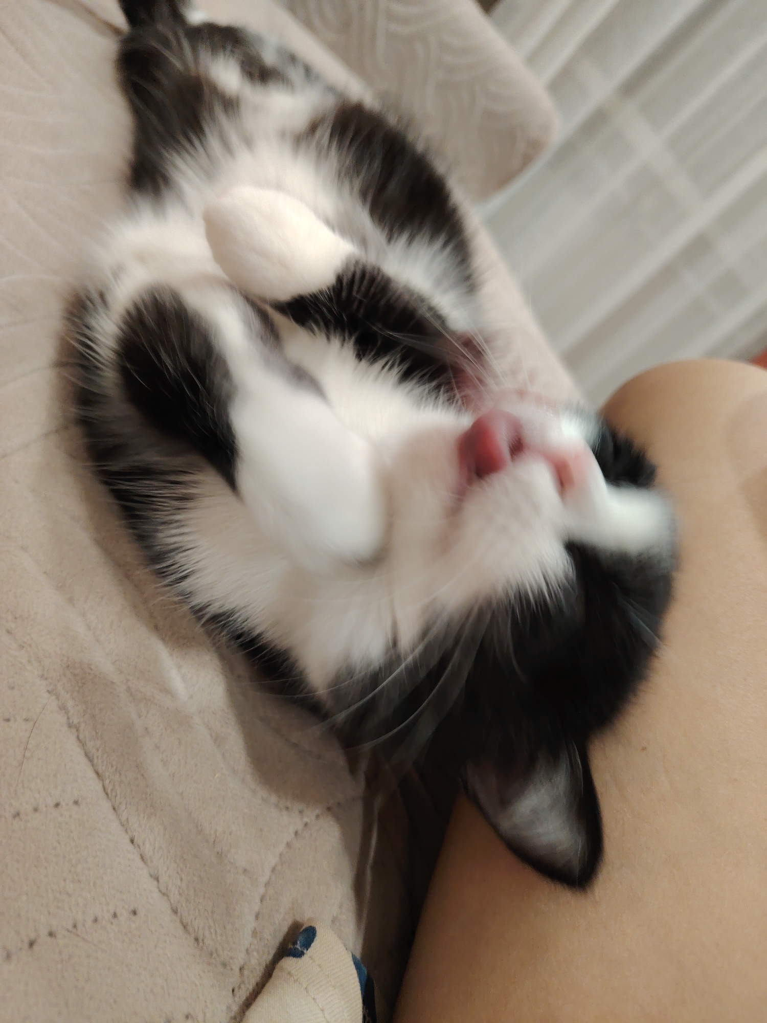Cats observed in various indoor poses during afternoon playtime