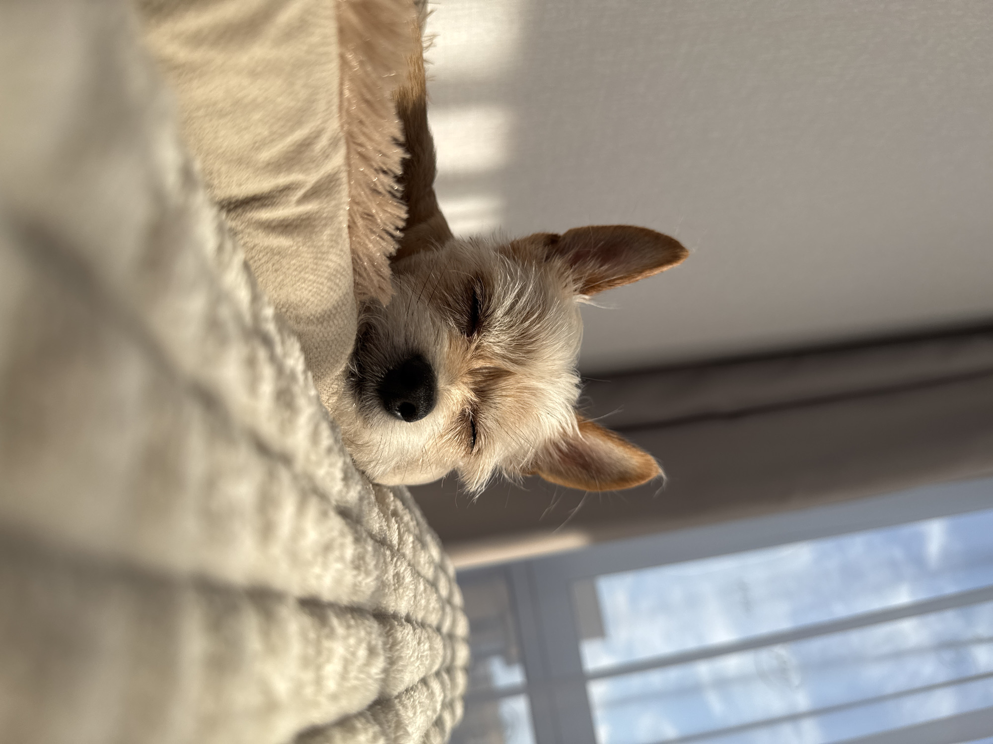 Small dog naps in sunny Laikovo apartment