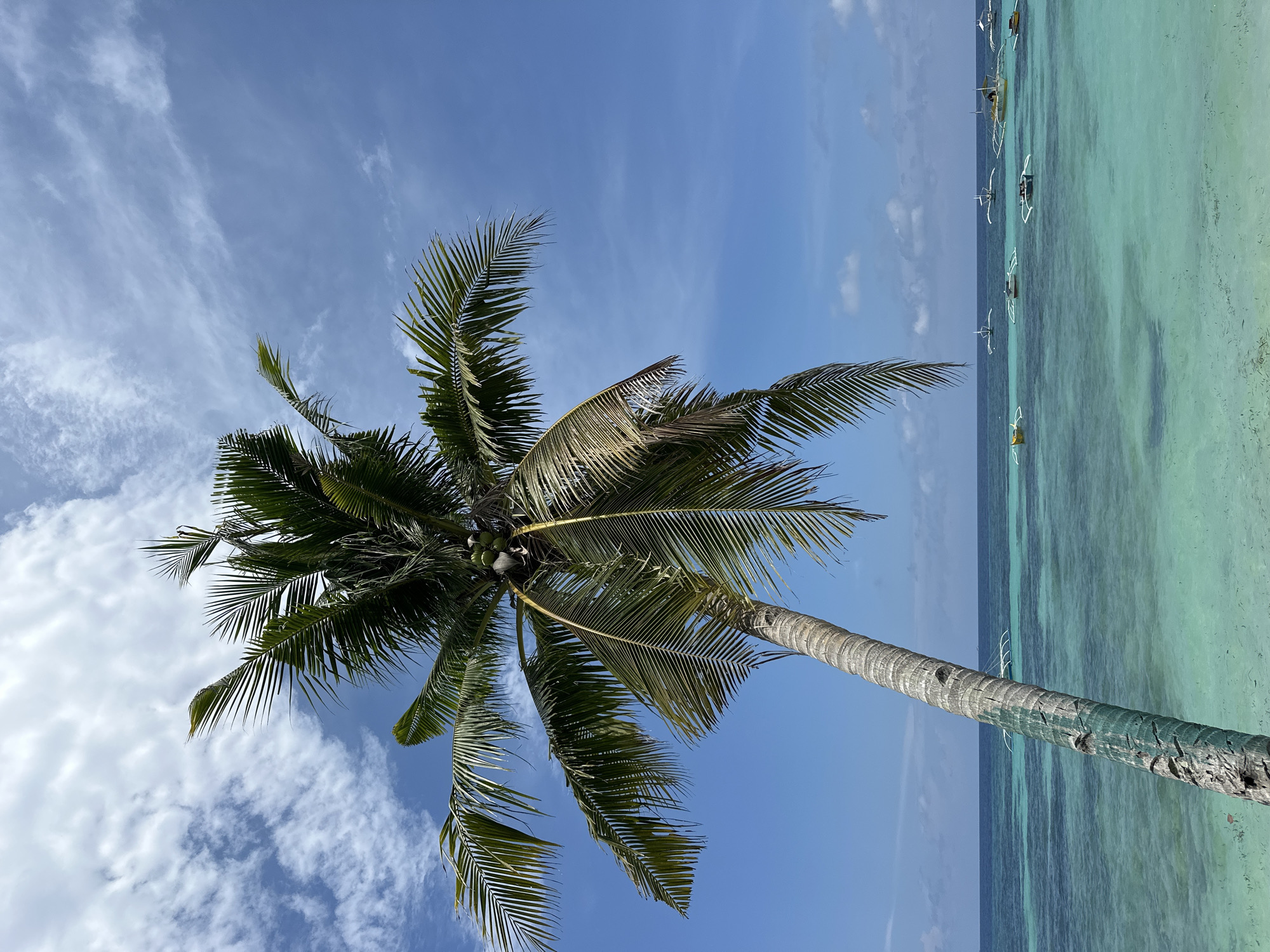 Panglao beach palms and turquoise coastline, Philippines