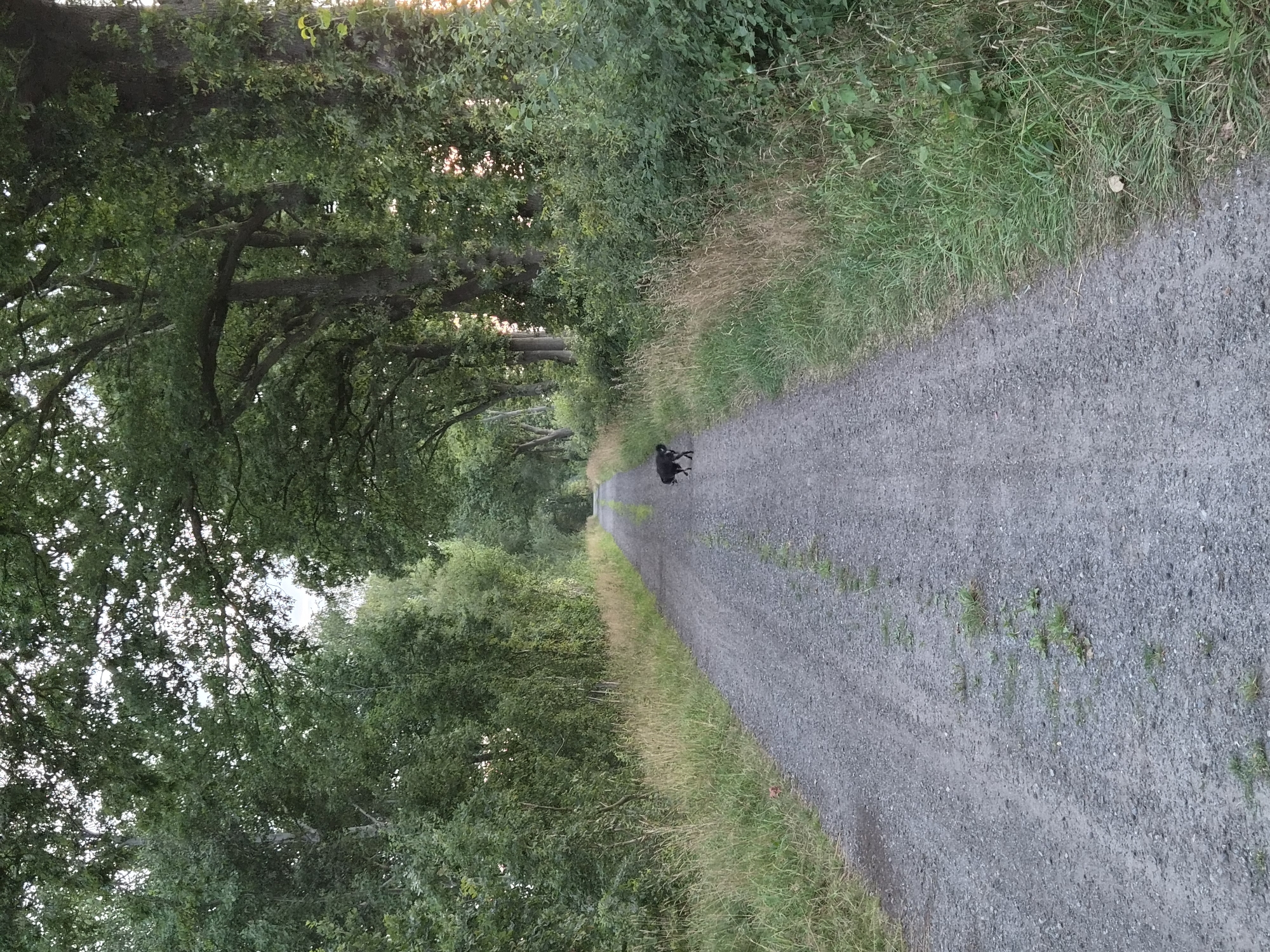 Dog walk at dusk along a tree-lined path in Schiffdorf