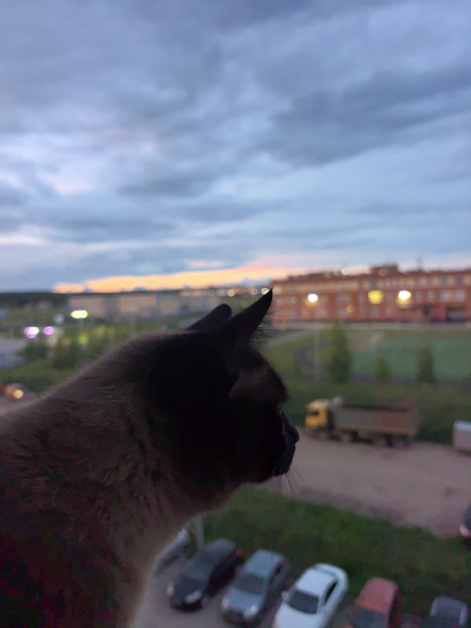 Siamese cat watches dusk while calendar shows May 31st