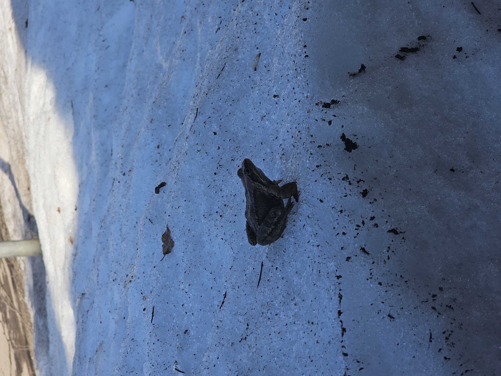 Spring awakening: frog spotted amid melting snow in Russian garden