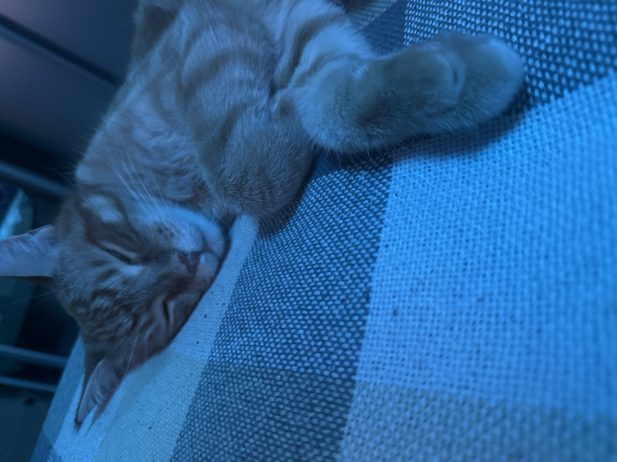 Orange tabby cat napping on checkered blanket in Omsk