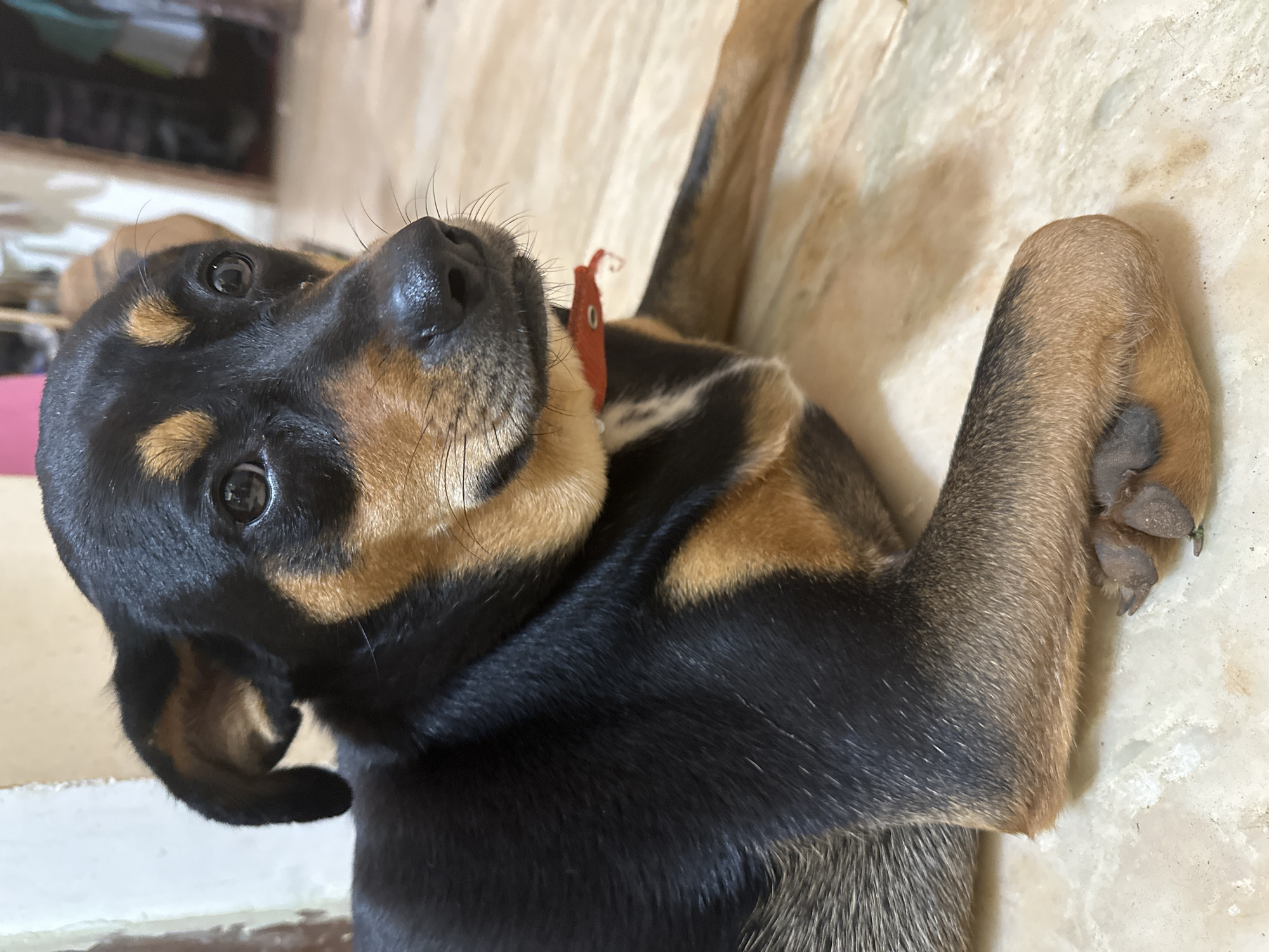Dogs and puppies resting indoors at an Ashvem home or kennel