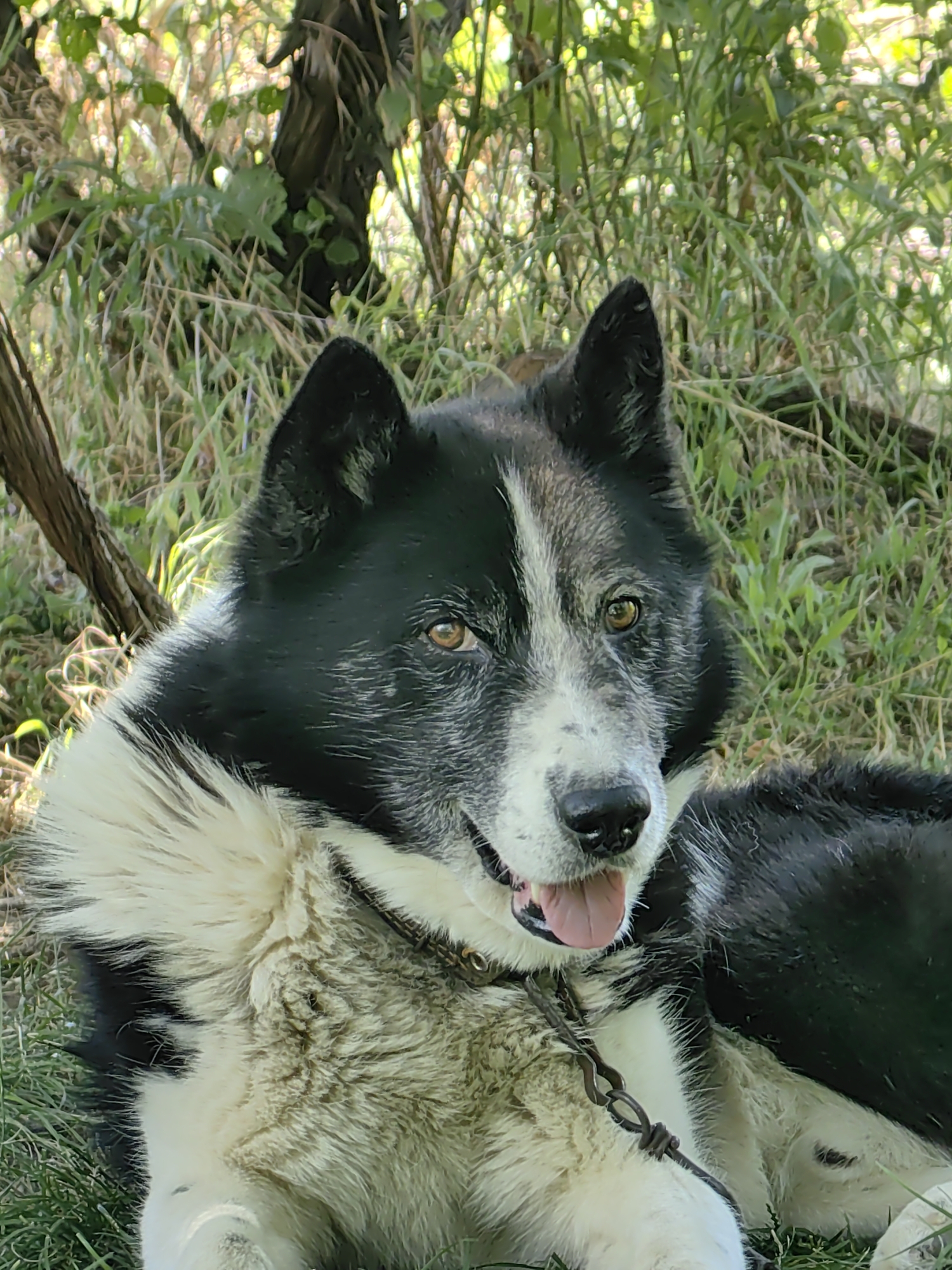 Summer garden moment: fruit, flowers, and a resting dog