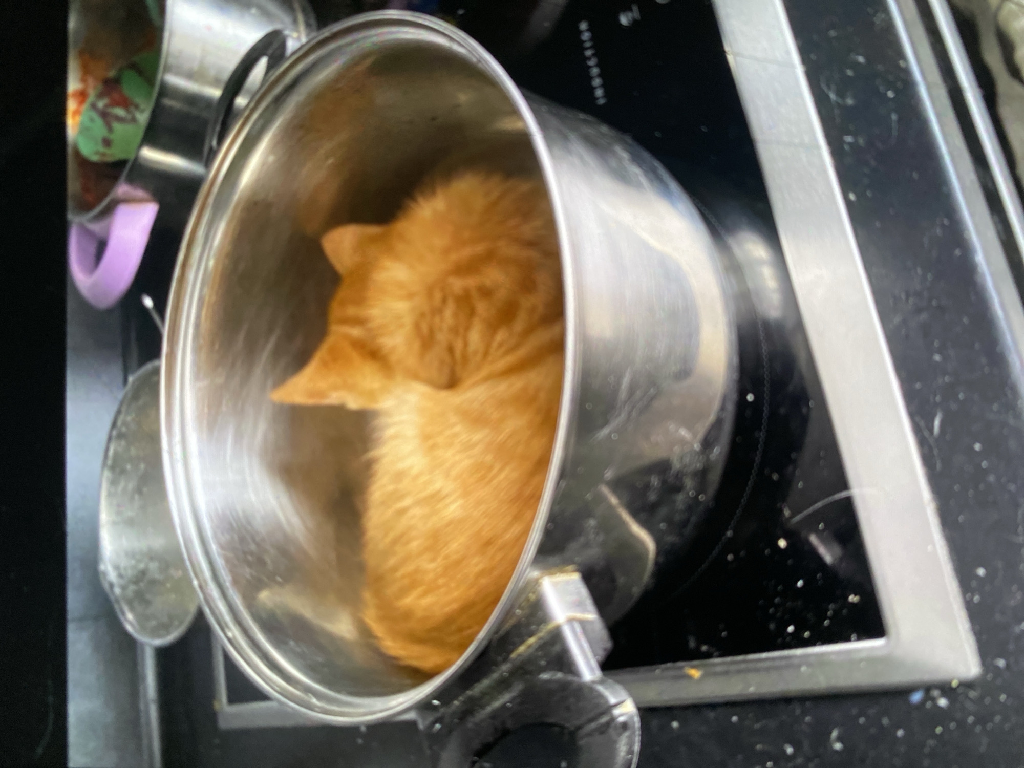 Cats napping everywhere, plus a jackhammer and a video game