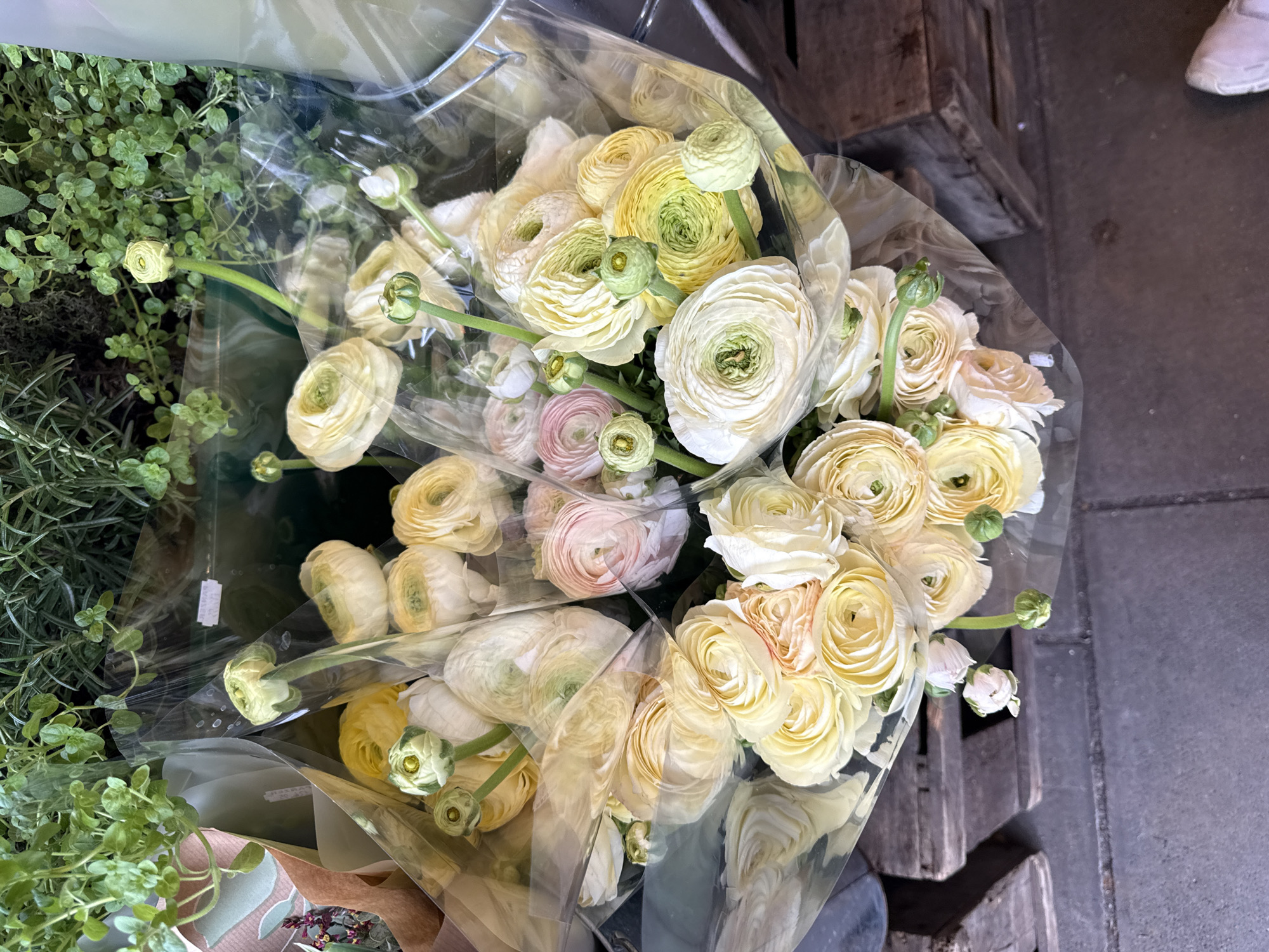 Shopper visits Panzer's Deli, documents flowers in St. John's Wood
