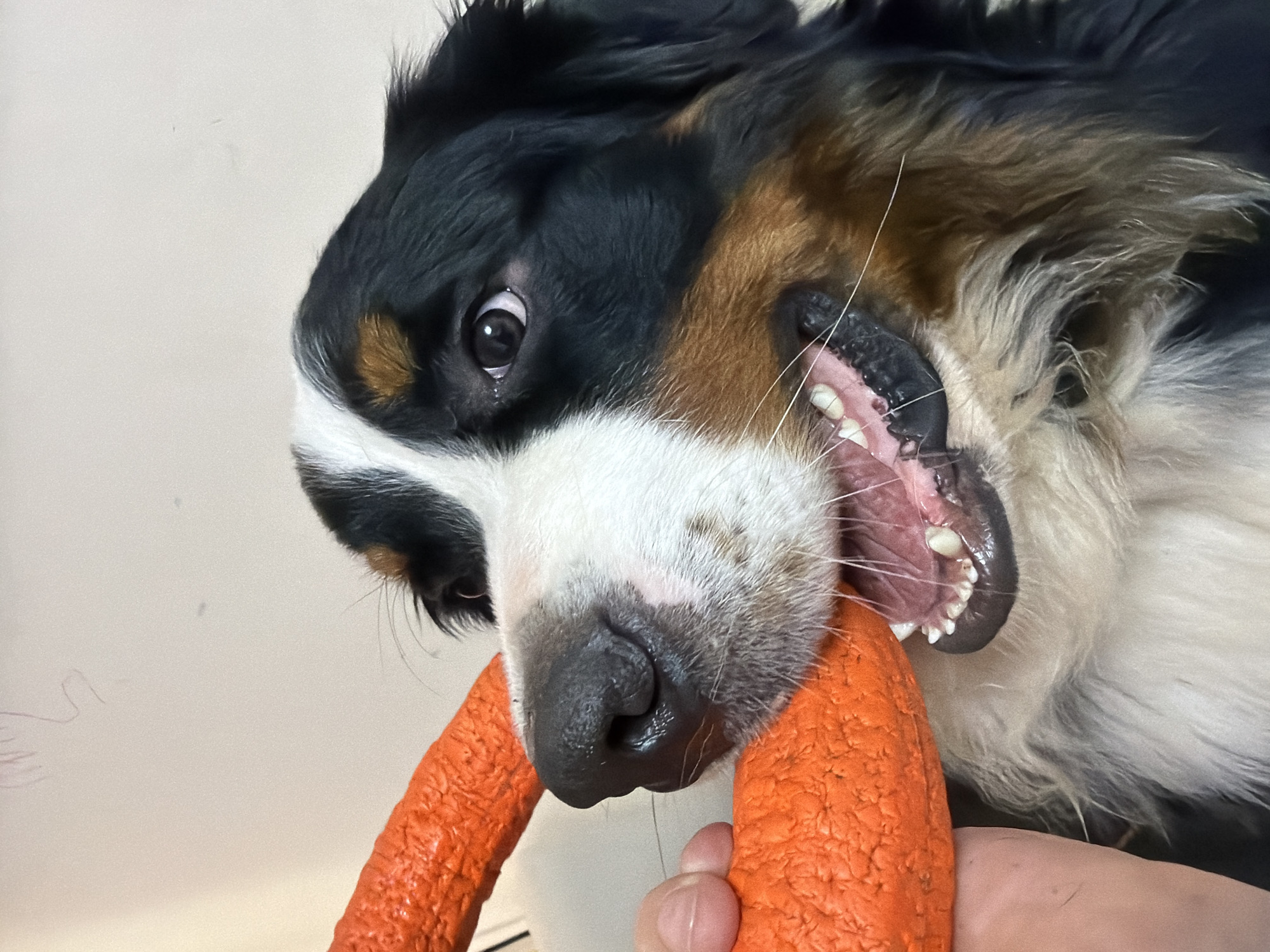 Bernese Mountain Dog plays with orange ring toy indoors