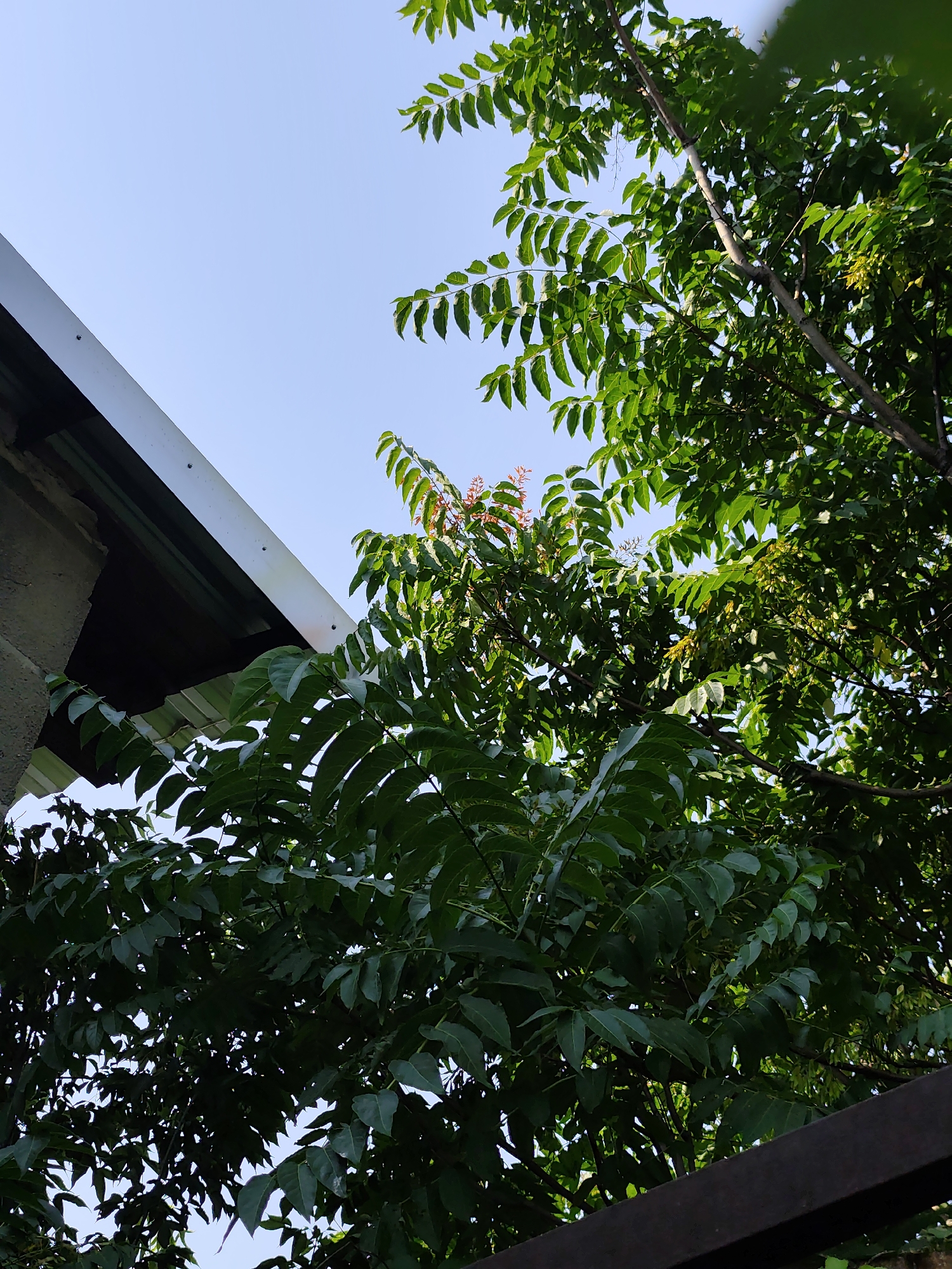 Grapevines and tree foliage, examined up close outdoors