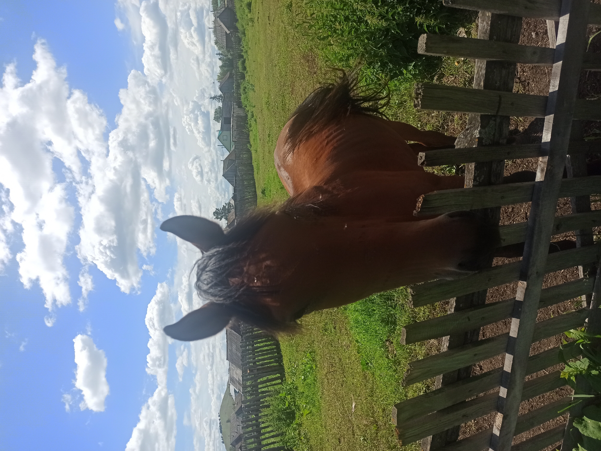 Horses grazing in a rural Russian village on a sunny morning