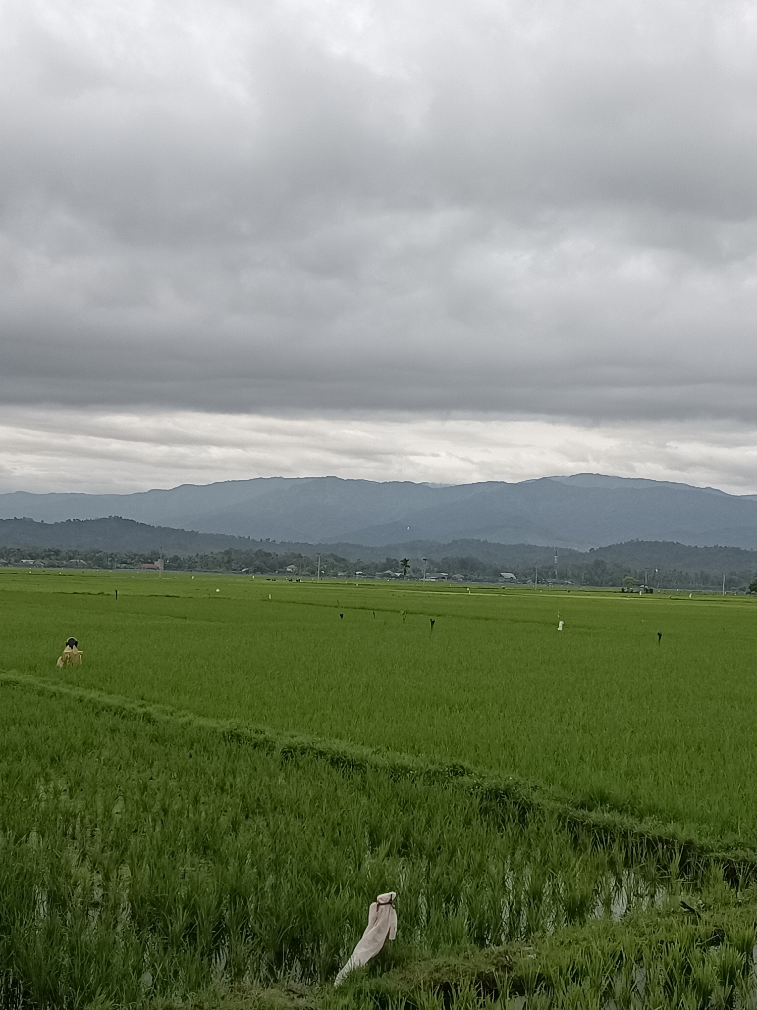 Overcast skies over green rice paddies in Kampung Jumpa