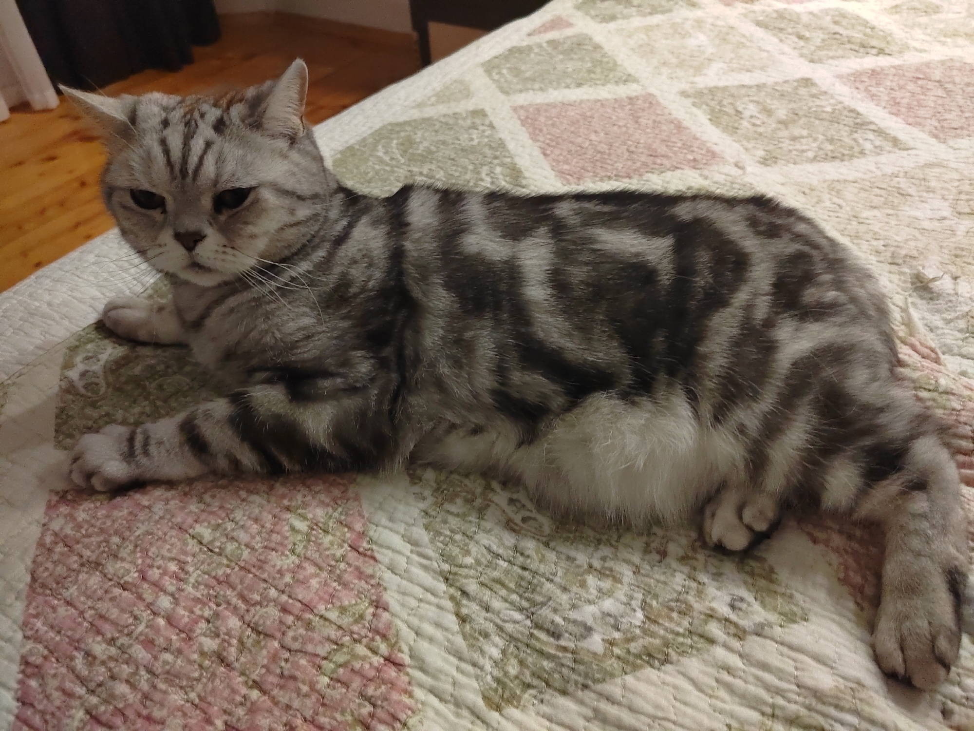 Silver tabby cat spotted lounging in Russian home