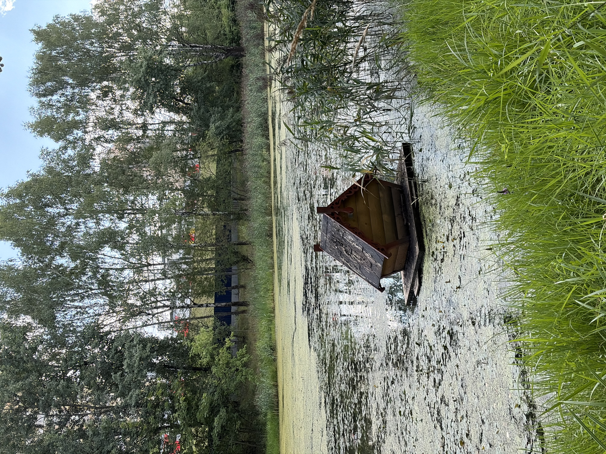 Arboretum, wetlands, and a cafe in Khimki on a summer morning