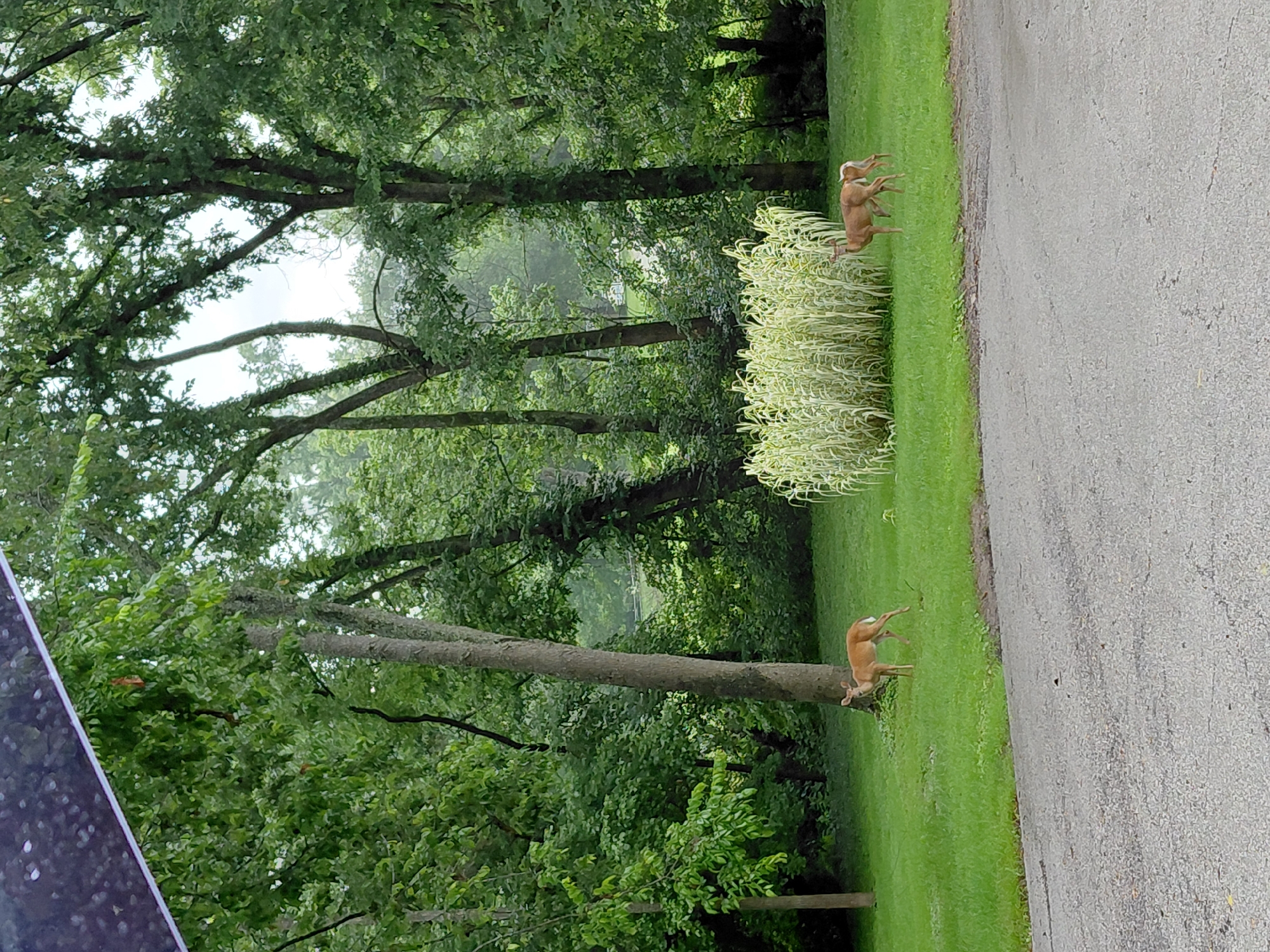 Deer and fawn spotted grazing near Frankfort neighborhood