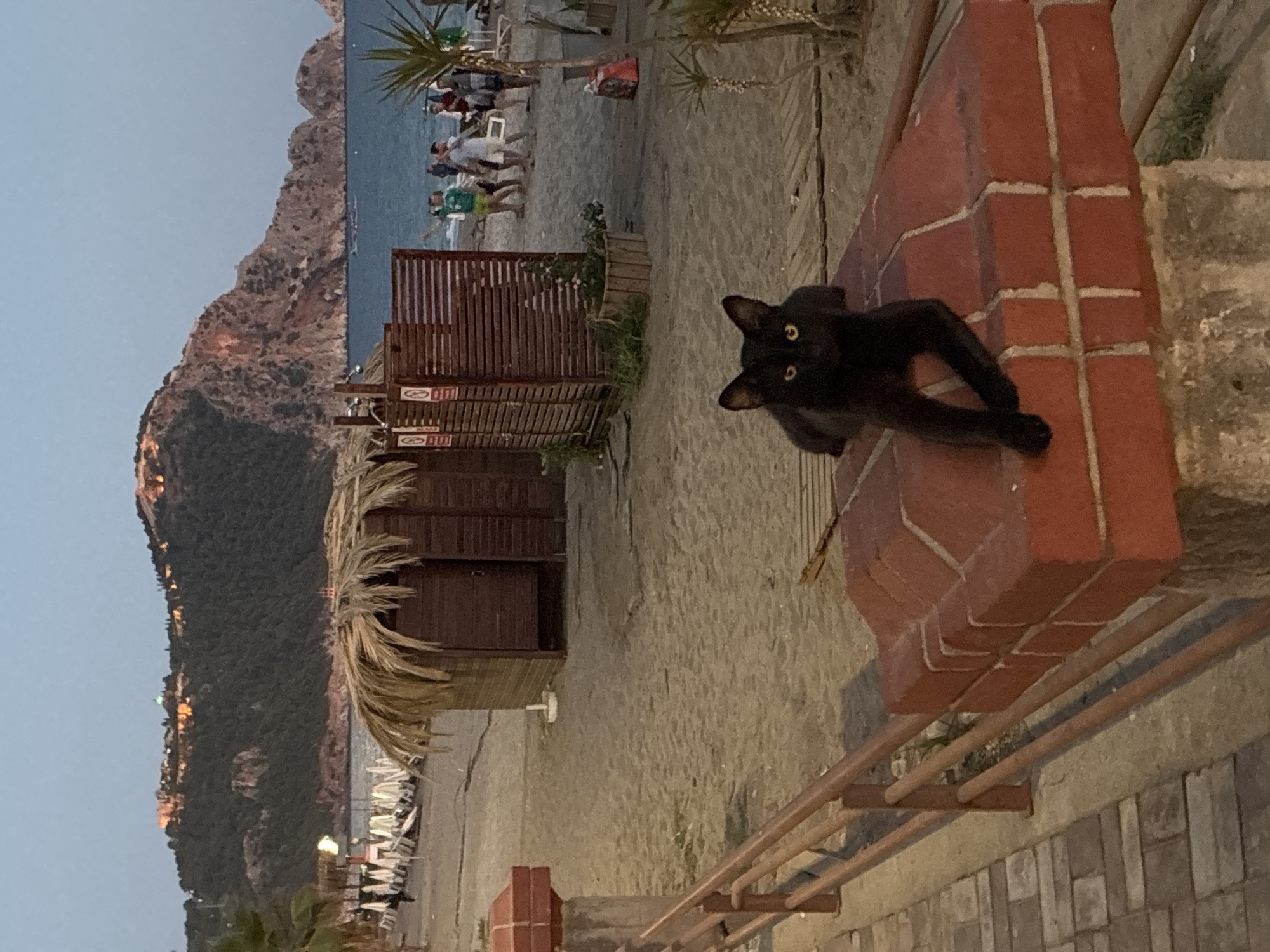 Black cat on a brick ledge, Alanya beach at dusk
