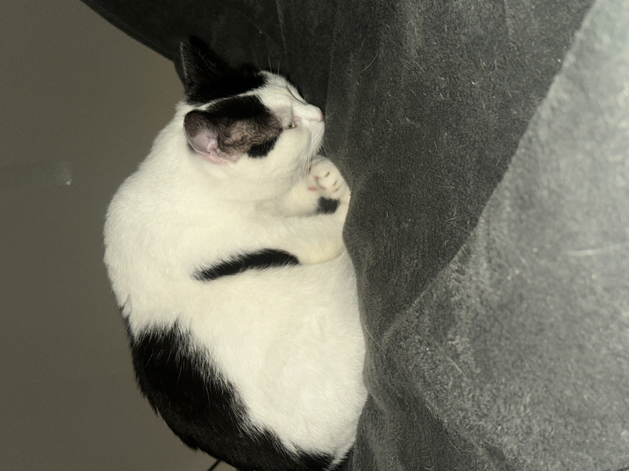 Cat sleeps peacefully in Pisochyn, Ukraine