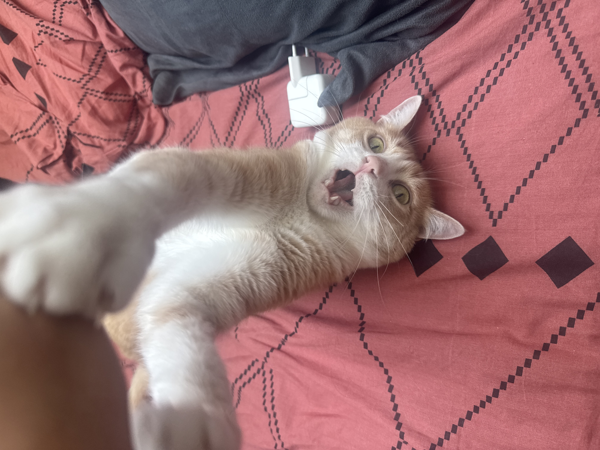 Morning skincare routine and cat play documented in Wattrelos