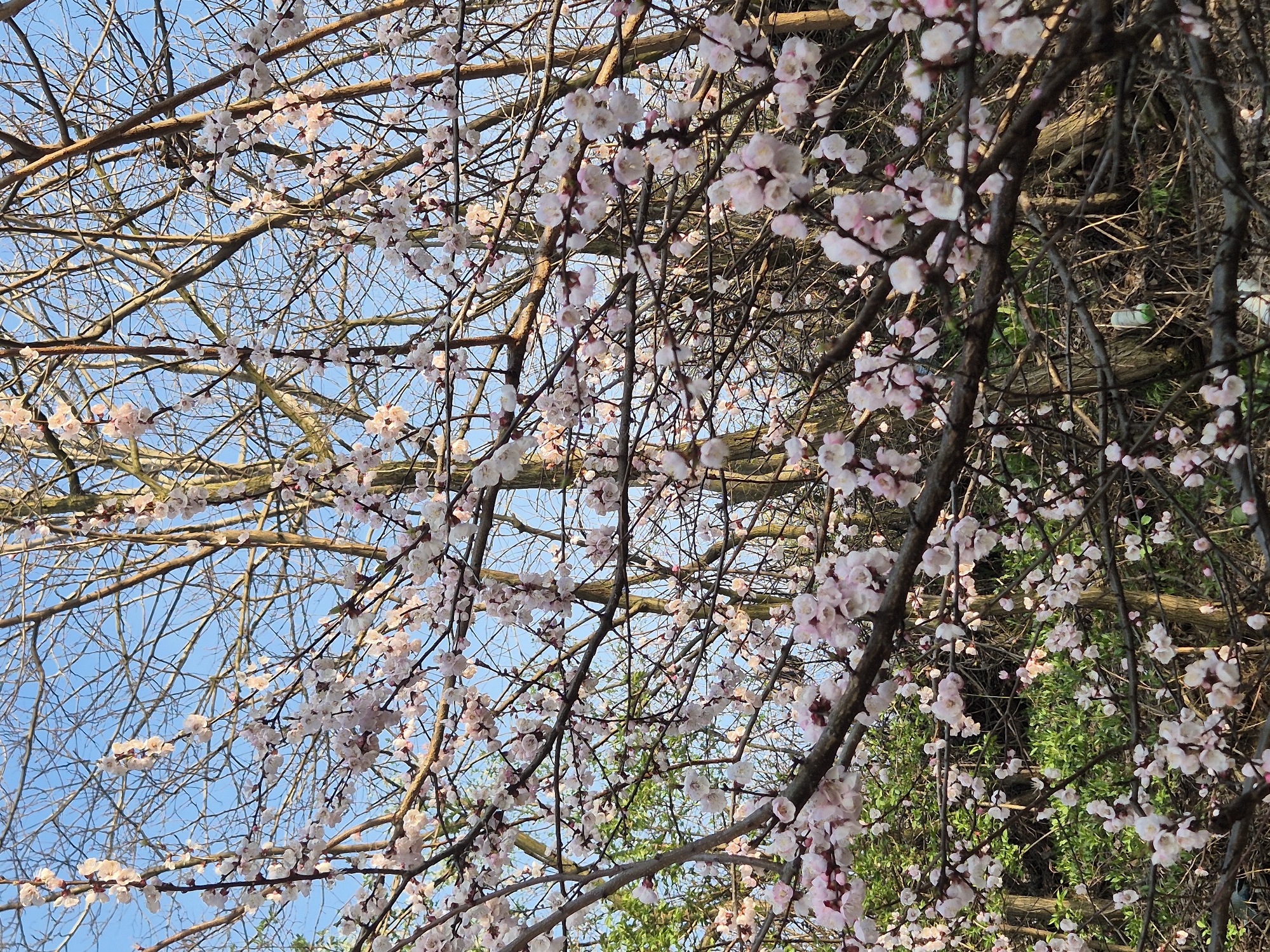 Spring afternoon moments captured in Tutrakan, Bulgaria