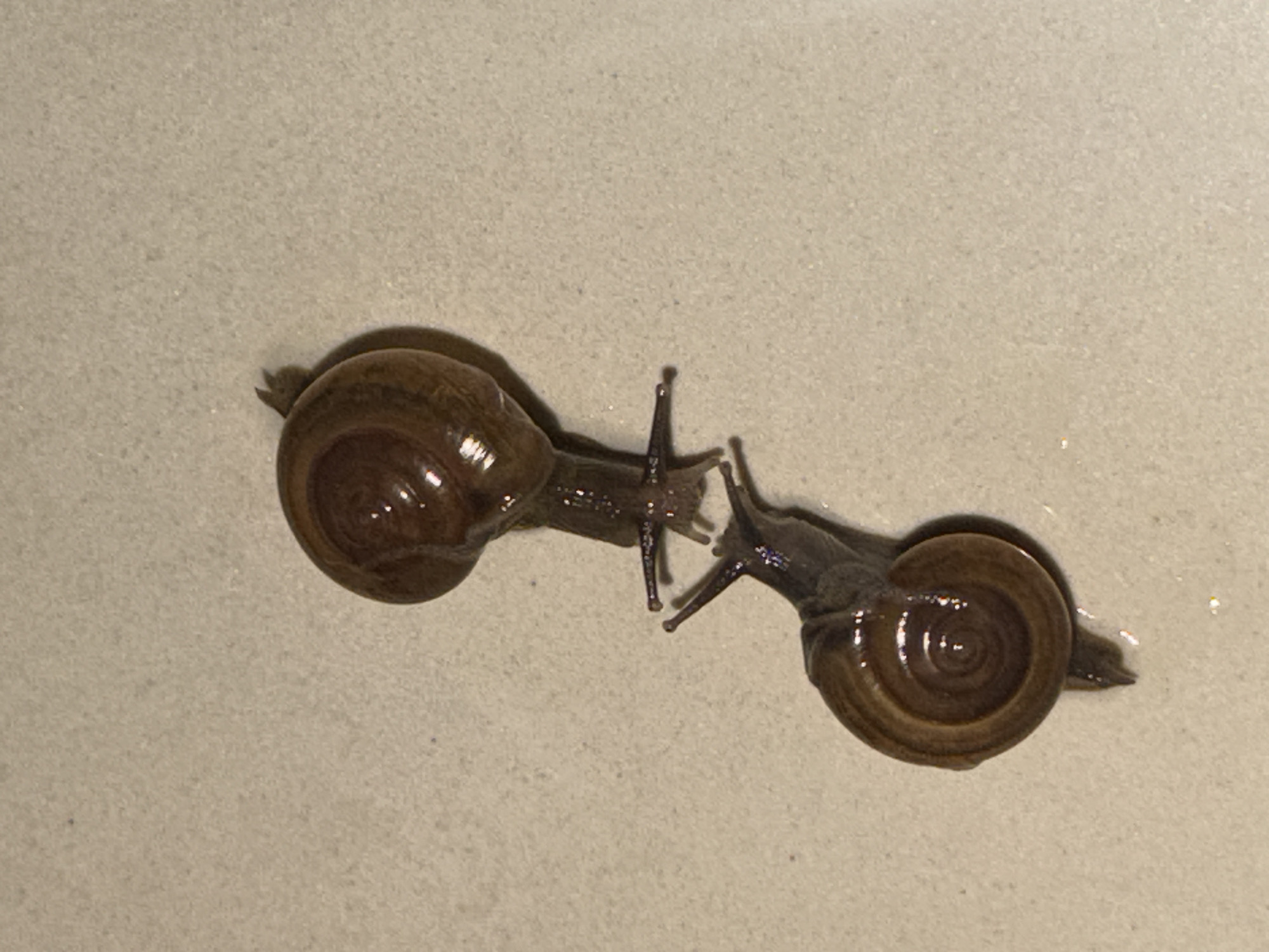 Two snails touch antennae in brief encounter in Ubud