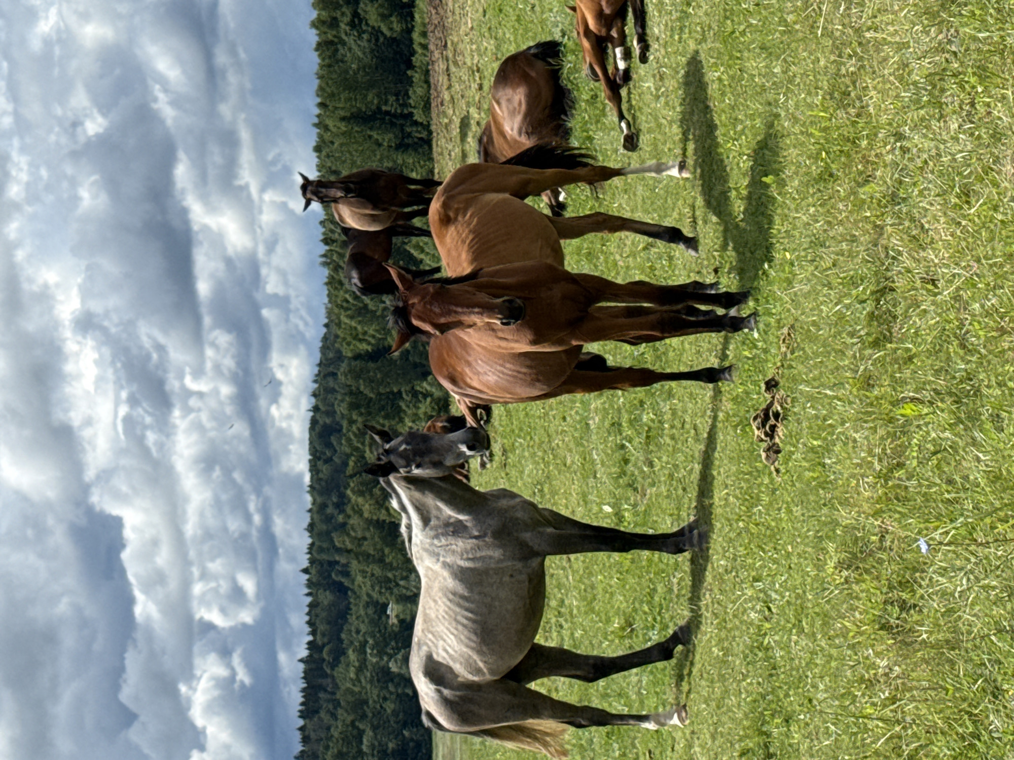 Horses grazing and resting in a Lithuanian pasture