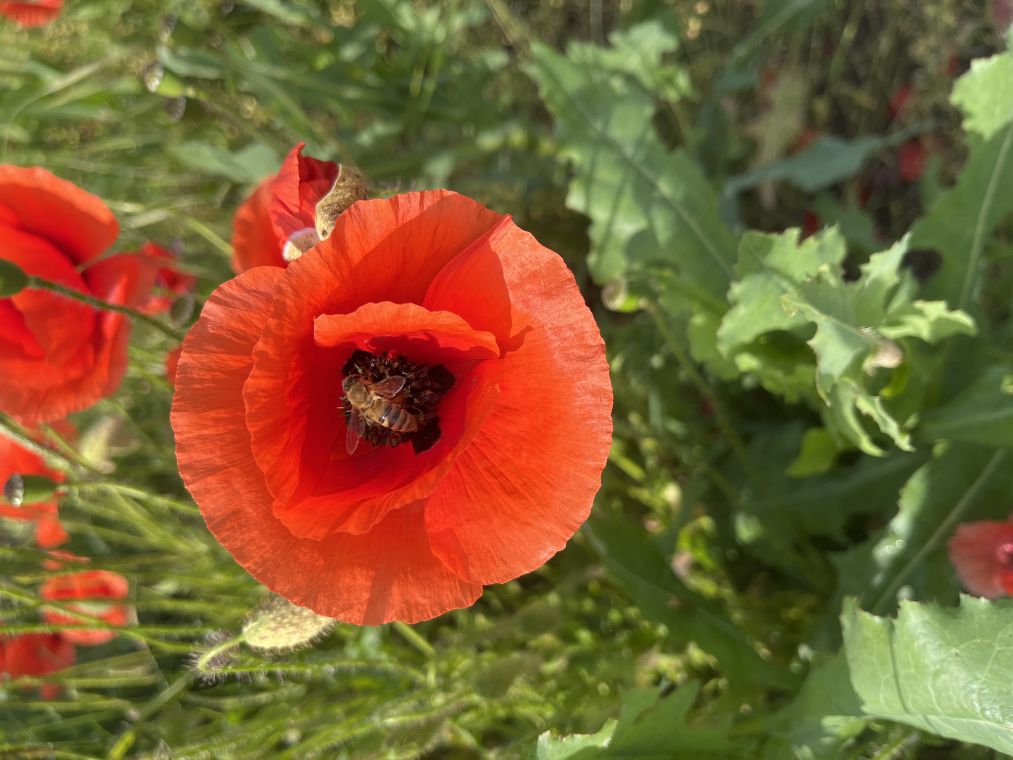 Red poppy field blooms captured across Russian countryside