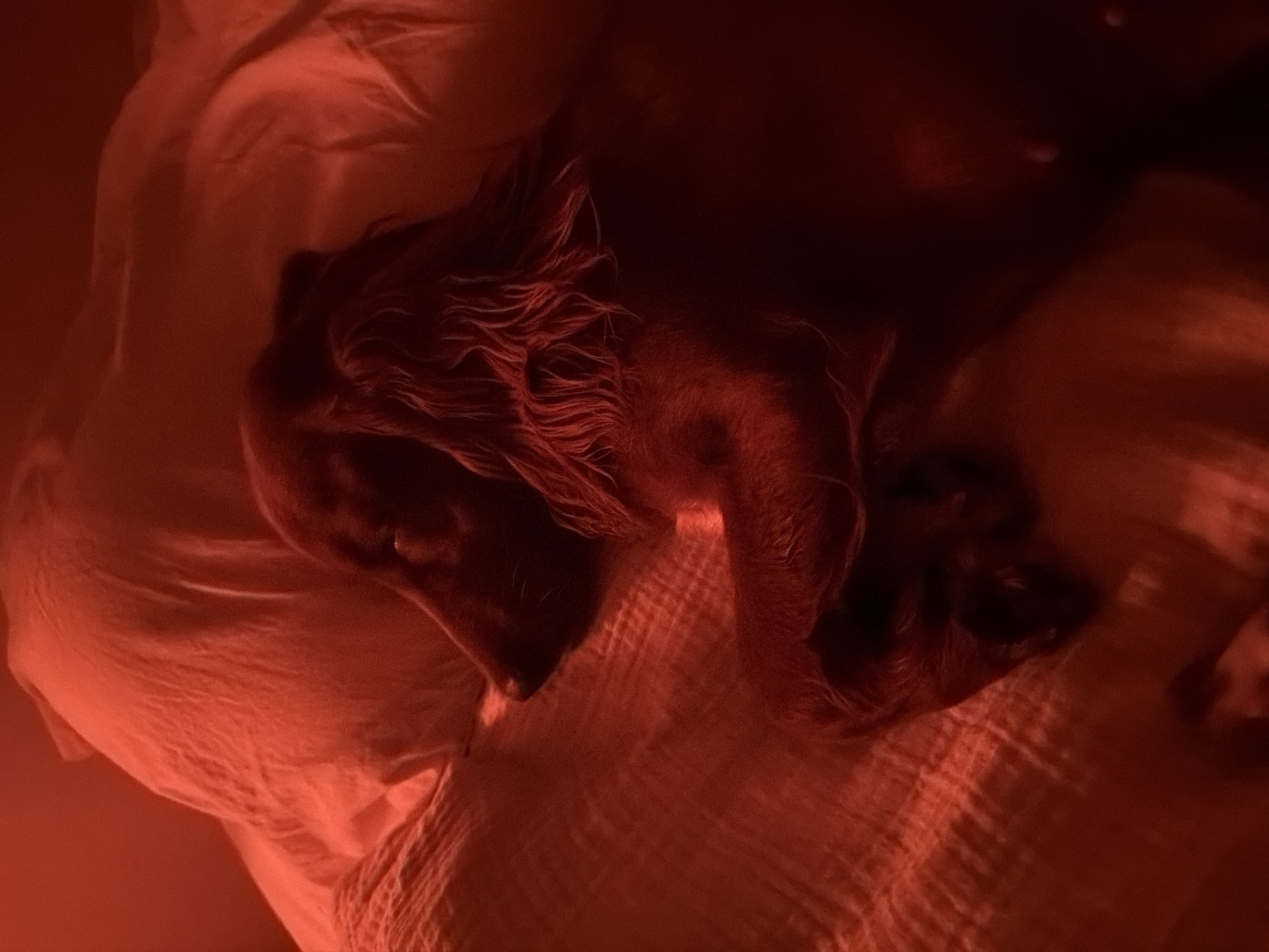 Dog deep asleep on white bedding in Chang Phueak
