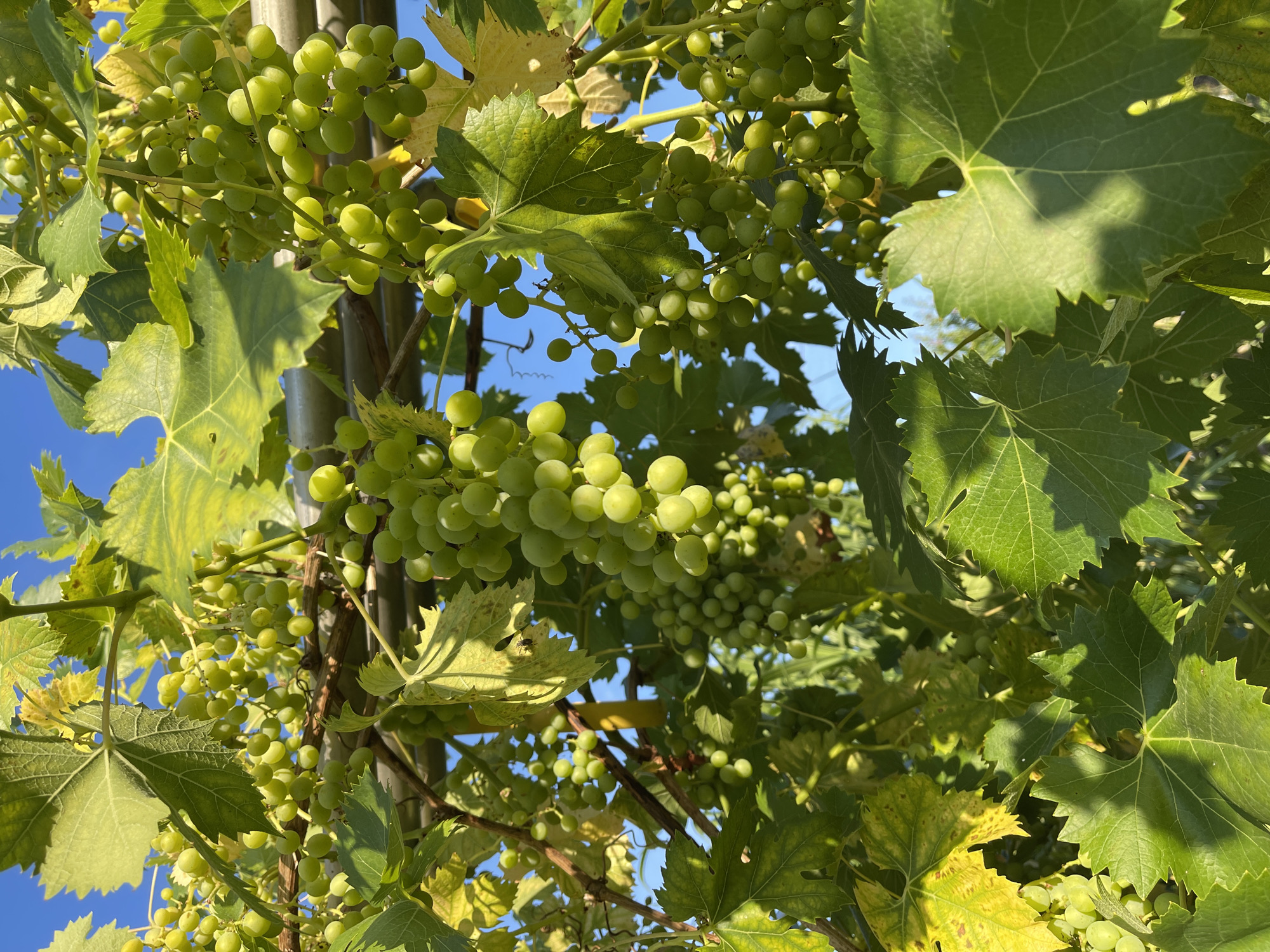 Garden tour: flowers, fruit vines, and outdoor décor up close