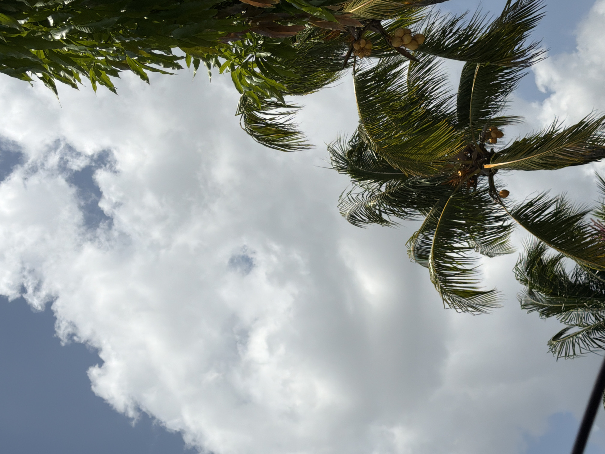 Iguanas and palms in a Miami afternoon