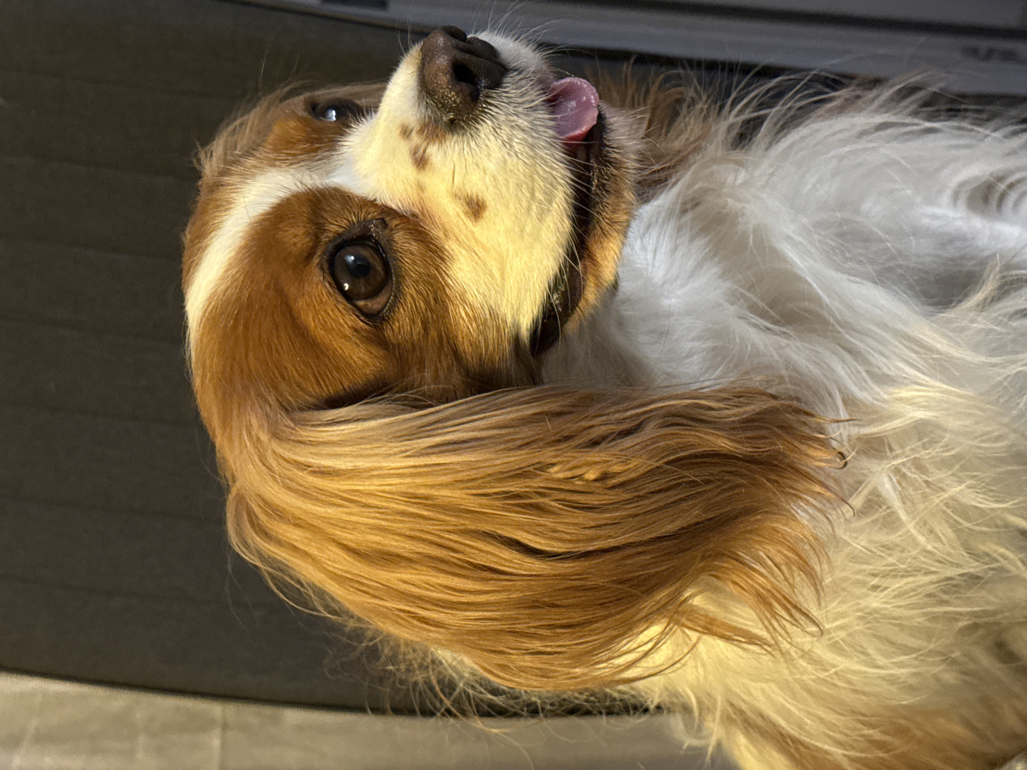 Cavalier King Charles Spaniel photographed in playful poses in Sofia