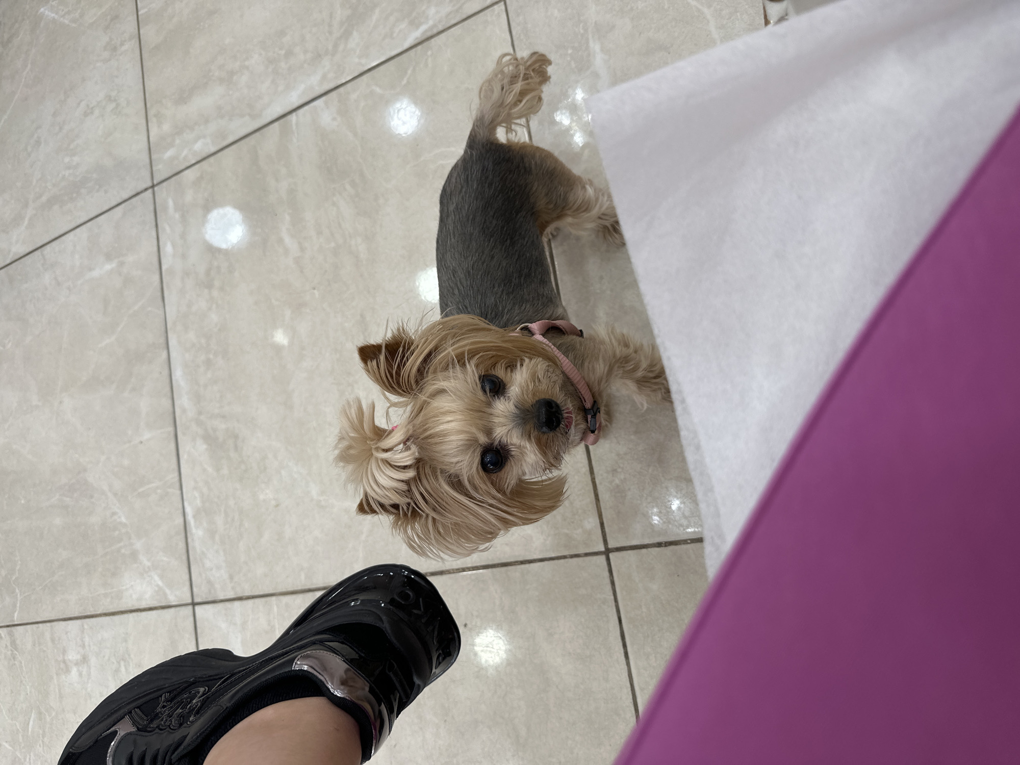 Person shares afternoon snacks with Yorkshire Terrier in Sofia