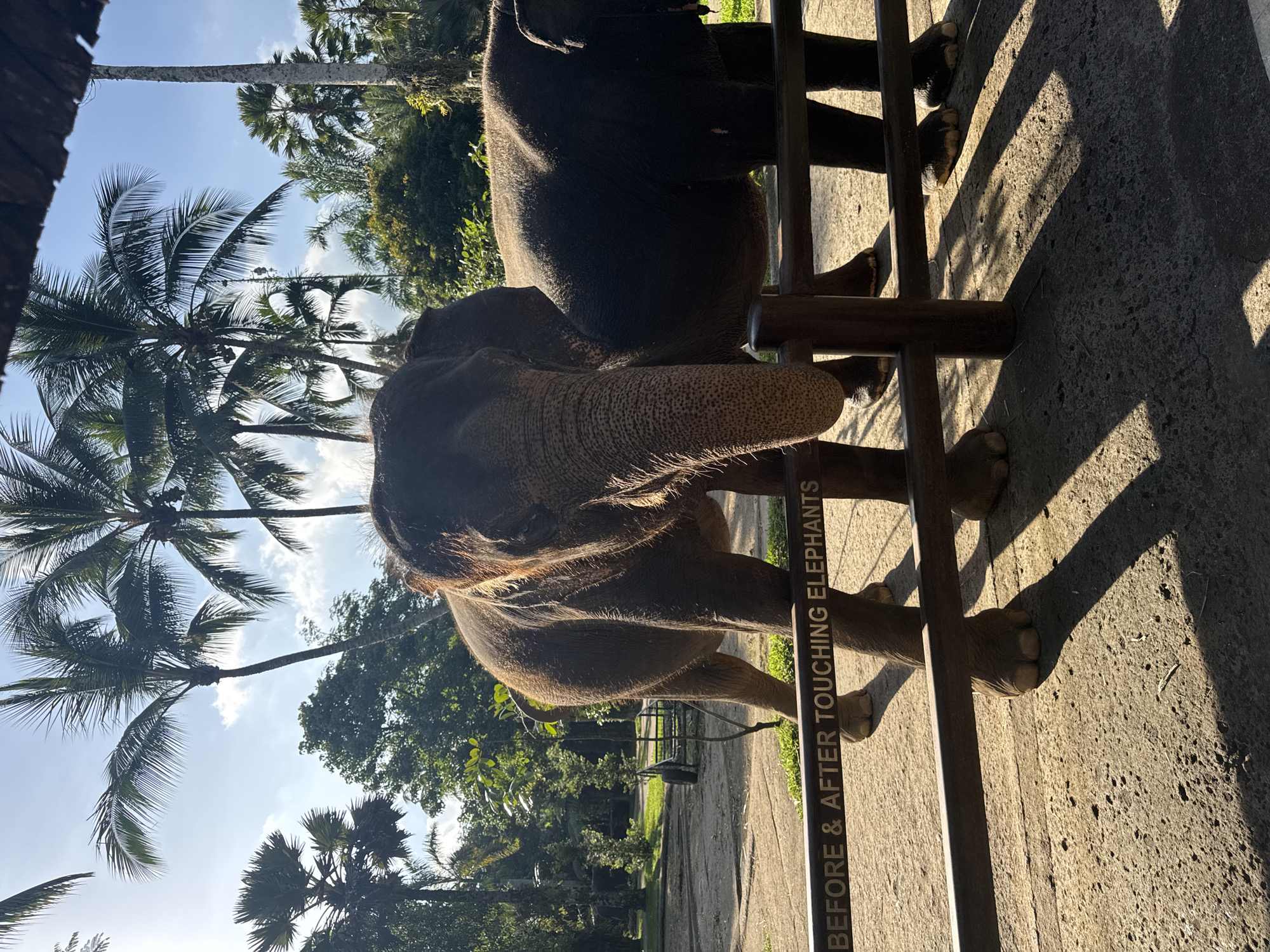 Tourist elephant interactions documented at Tegallalang facility