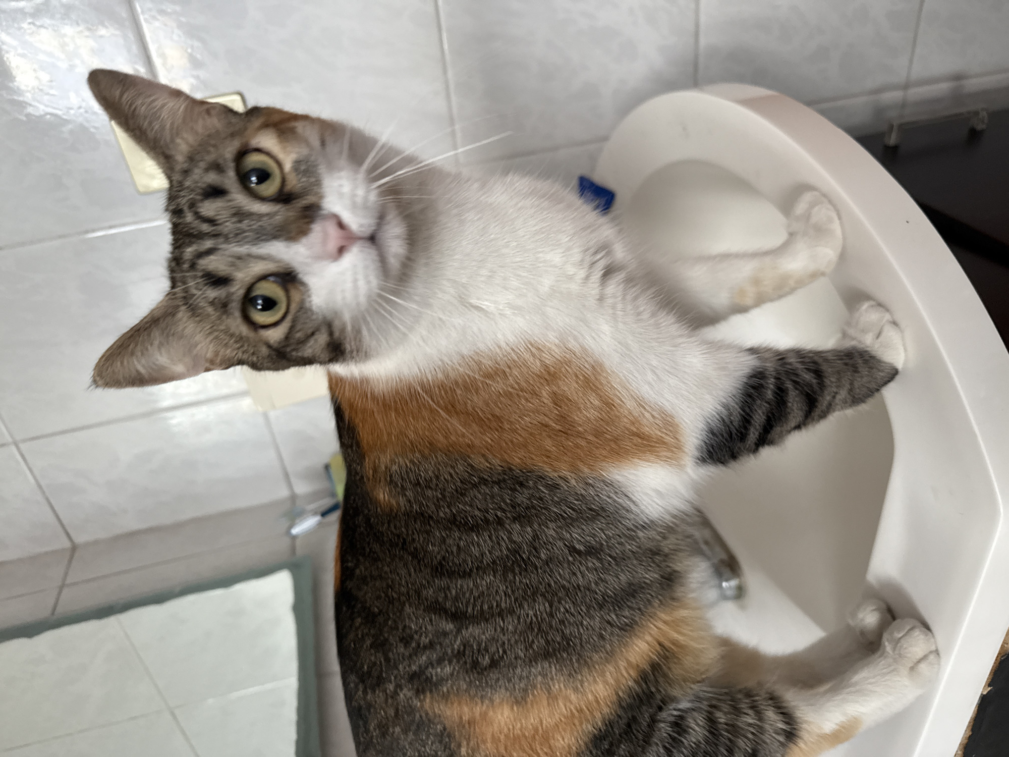 Domestic life documented in Puebla featuring cats and household scenes